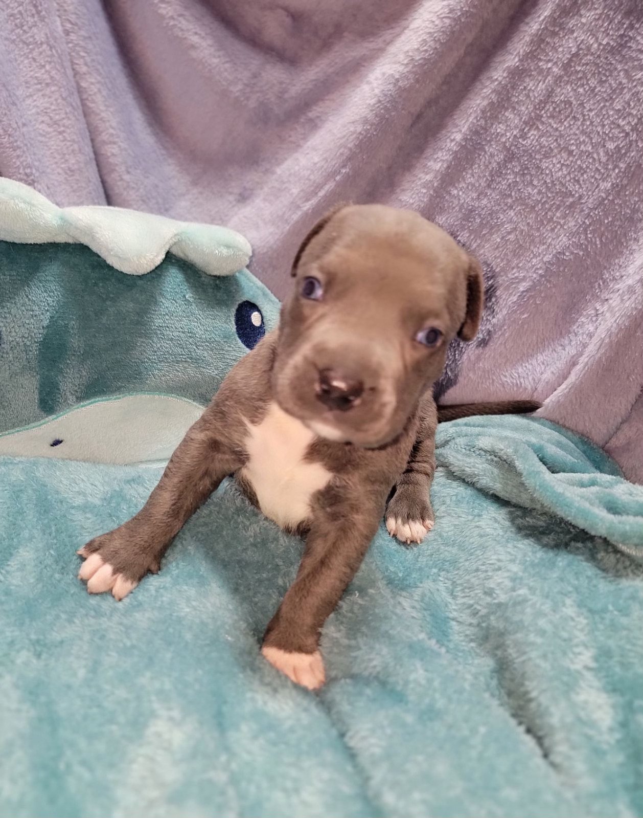 Curious gray American Bully puppy with bright eyes and white paws, standing on a cozy blanket. Raised by expert breeders focusing on socialized and playful bully puppies.