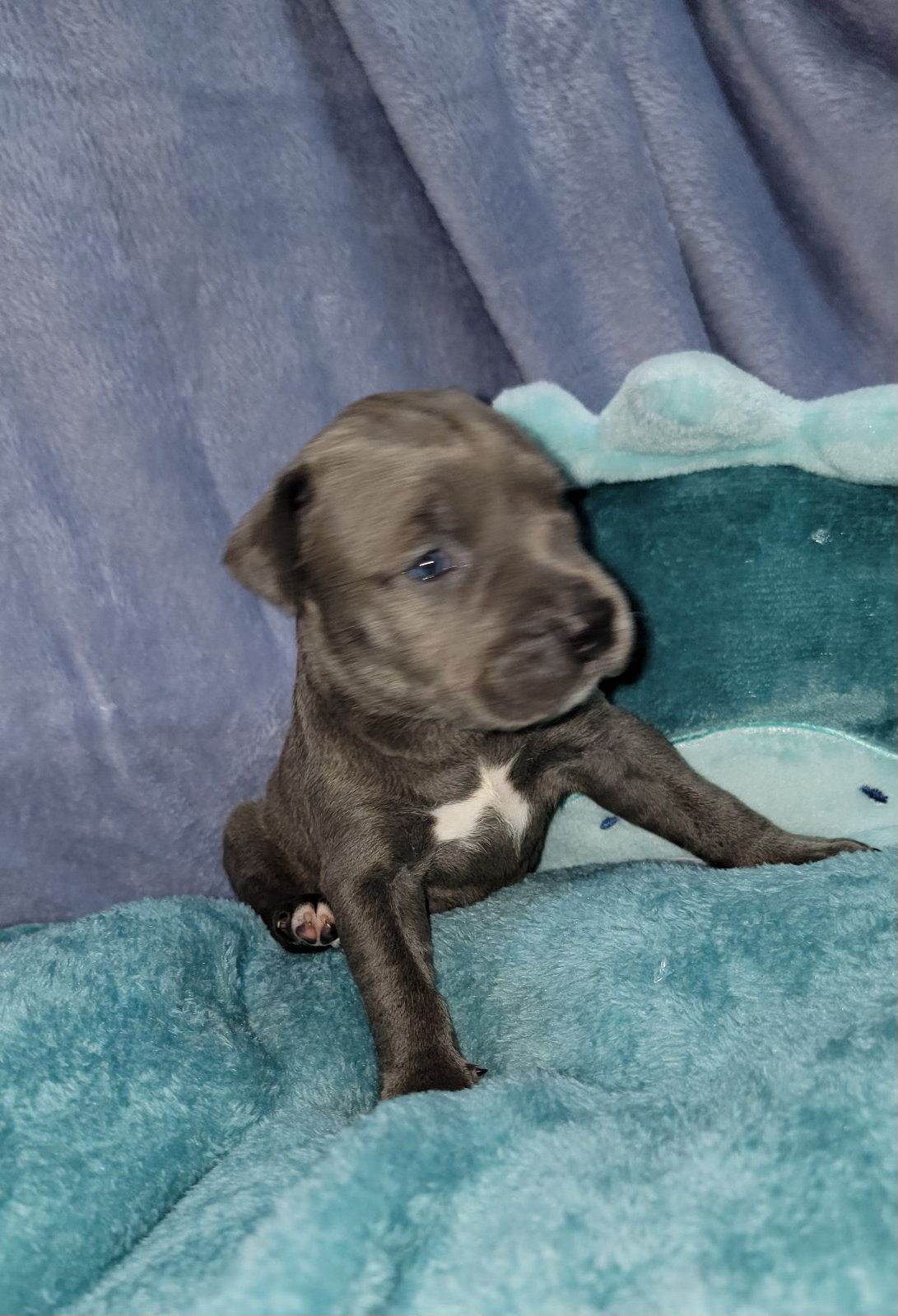 Charming blue-gray Pitbull puppy with a white chest marking, sitting attentively on a soft teal blanket. A stunning example of American Bully and Pitbull mixed breeds raised by experienced breeders.