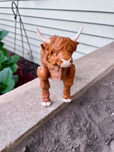 highland cow 2.jpg