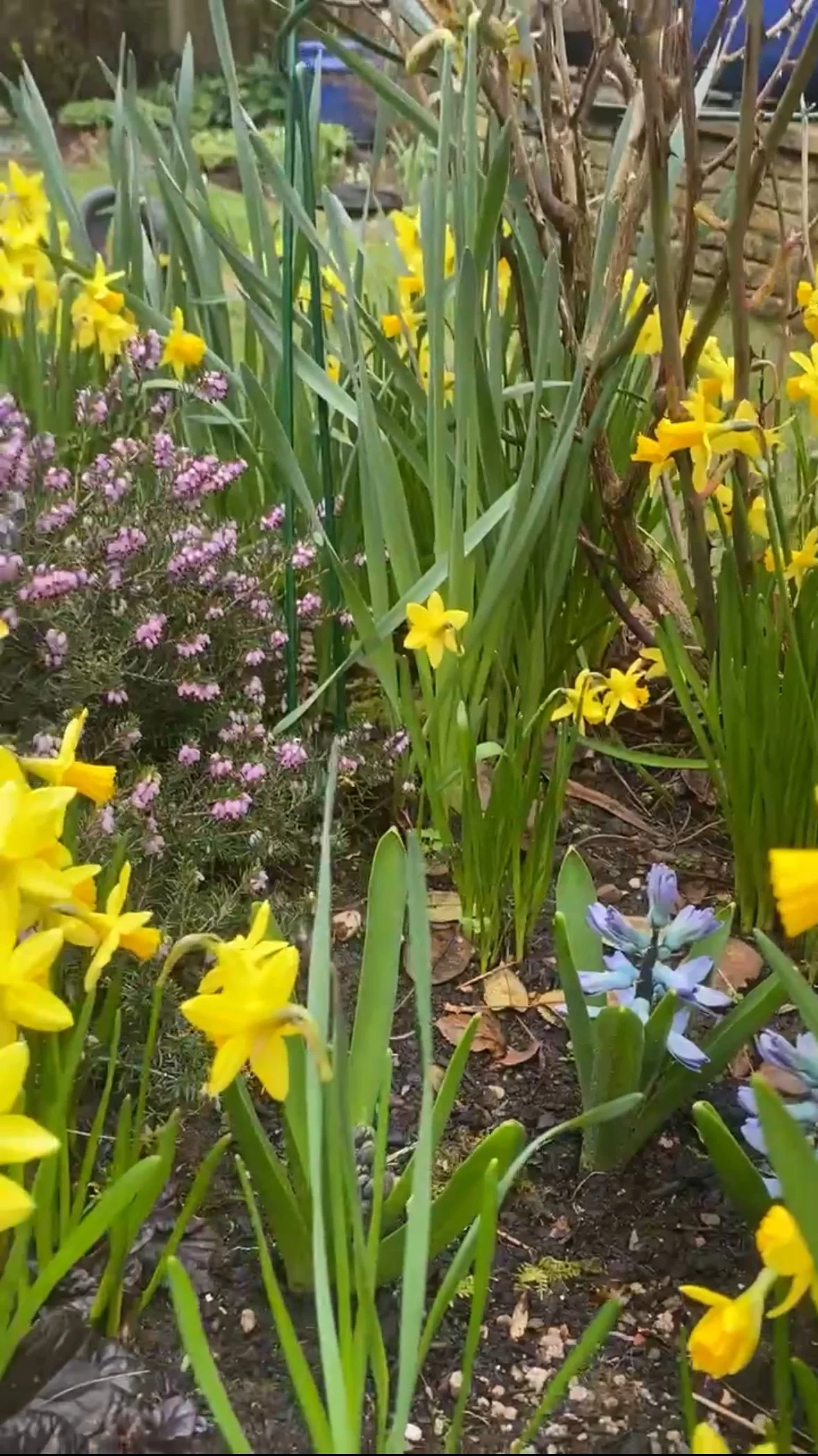 gardening services solihull