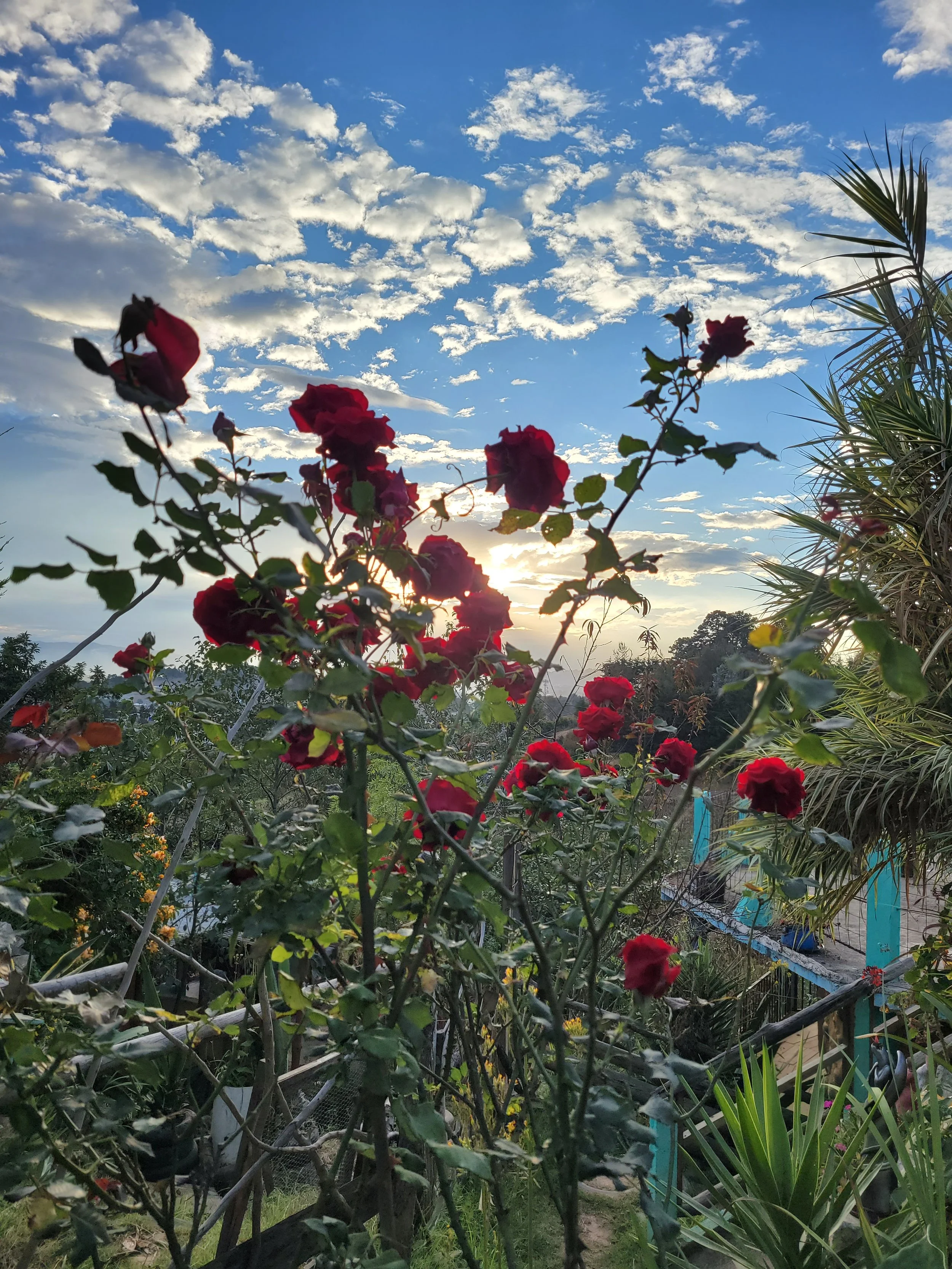 Roses in the front garden