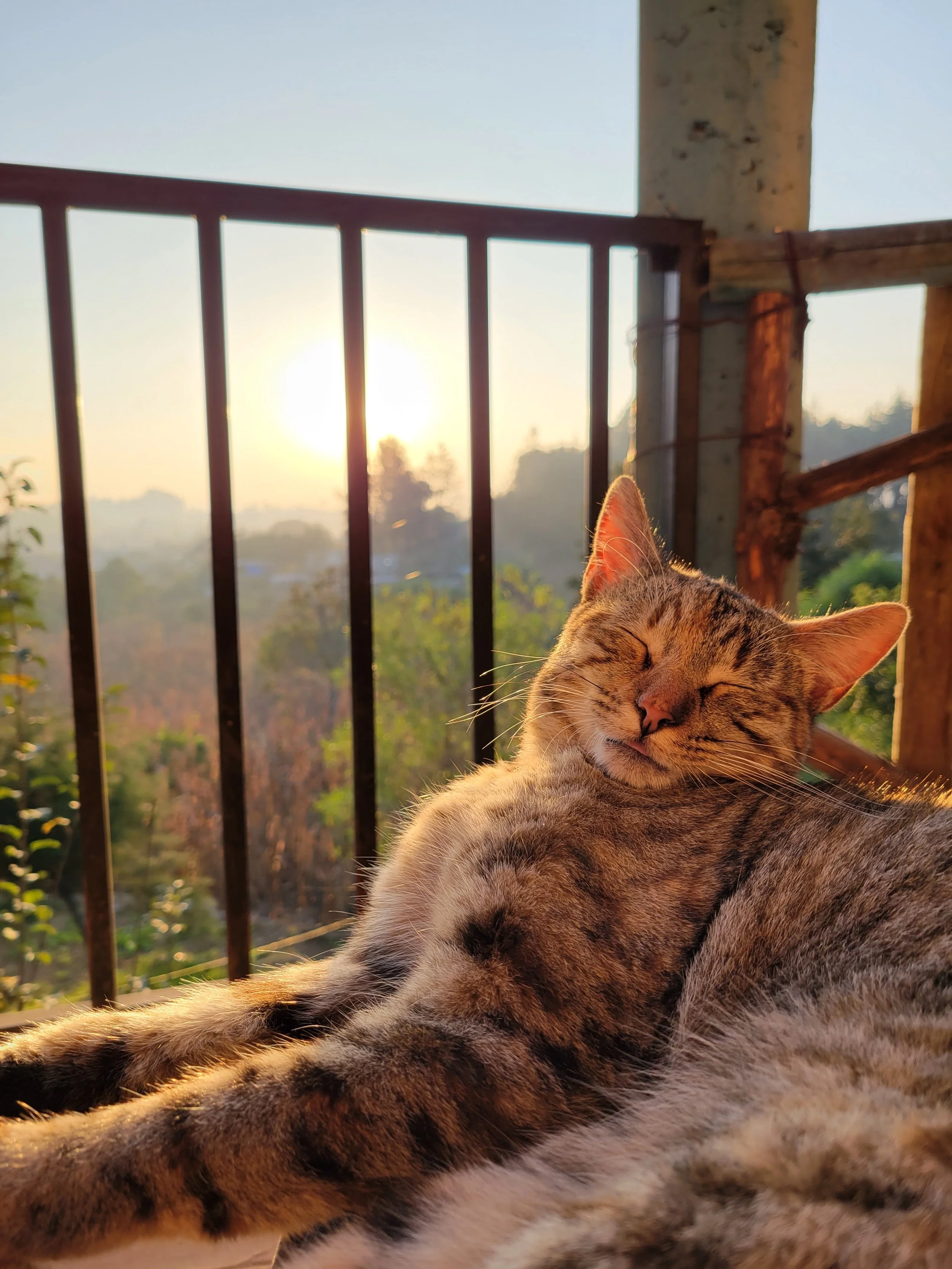 Churri, our house cat