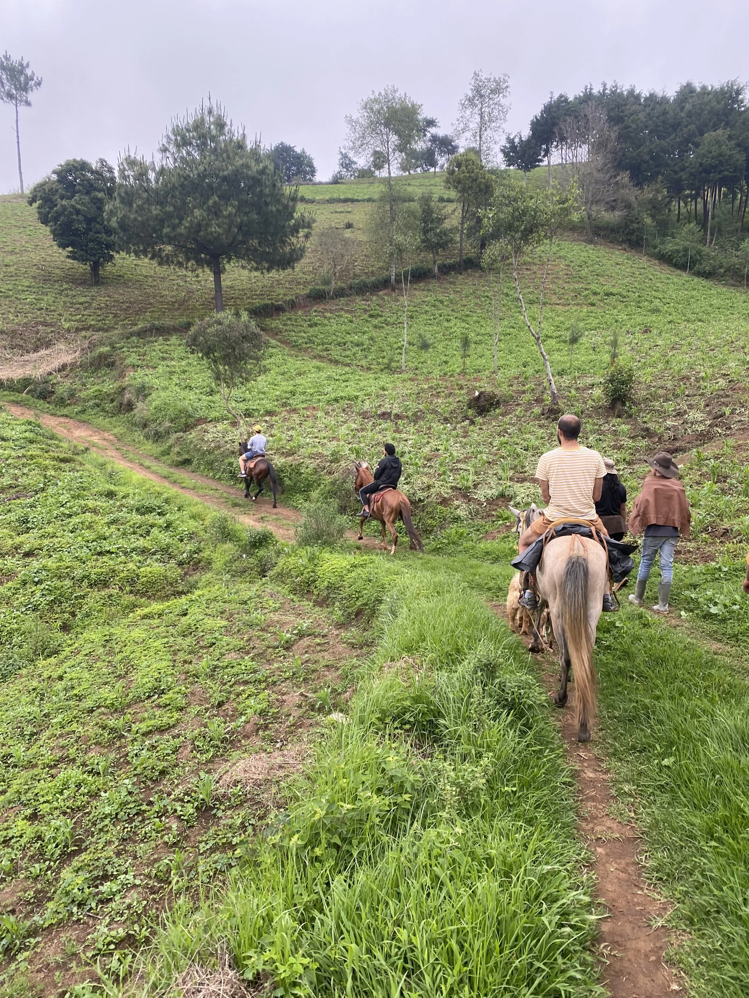 Horse riding and coffee farm tour