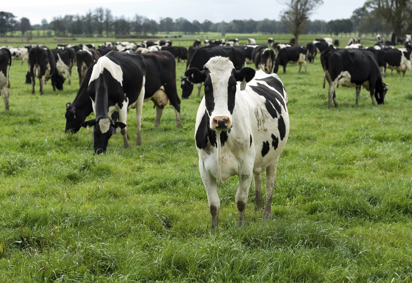 dairy-cows-in-grass.jpg