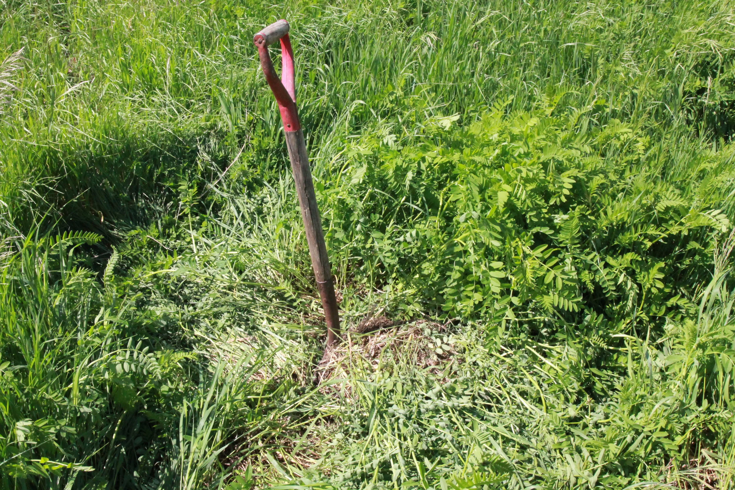 shovel in ground.JPG