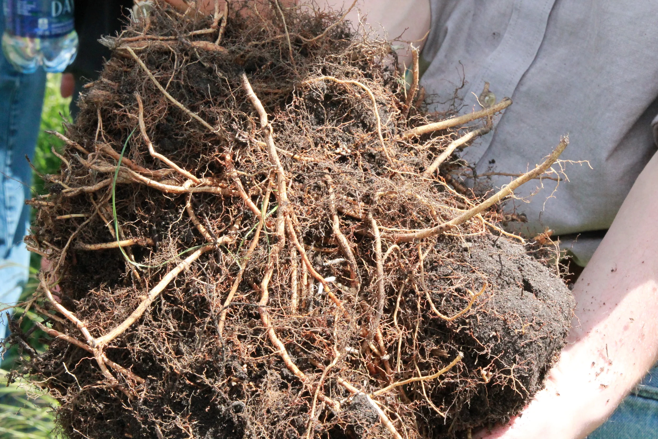 roots up close.JPG