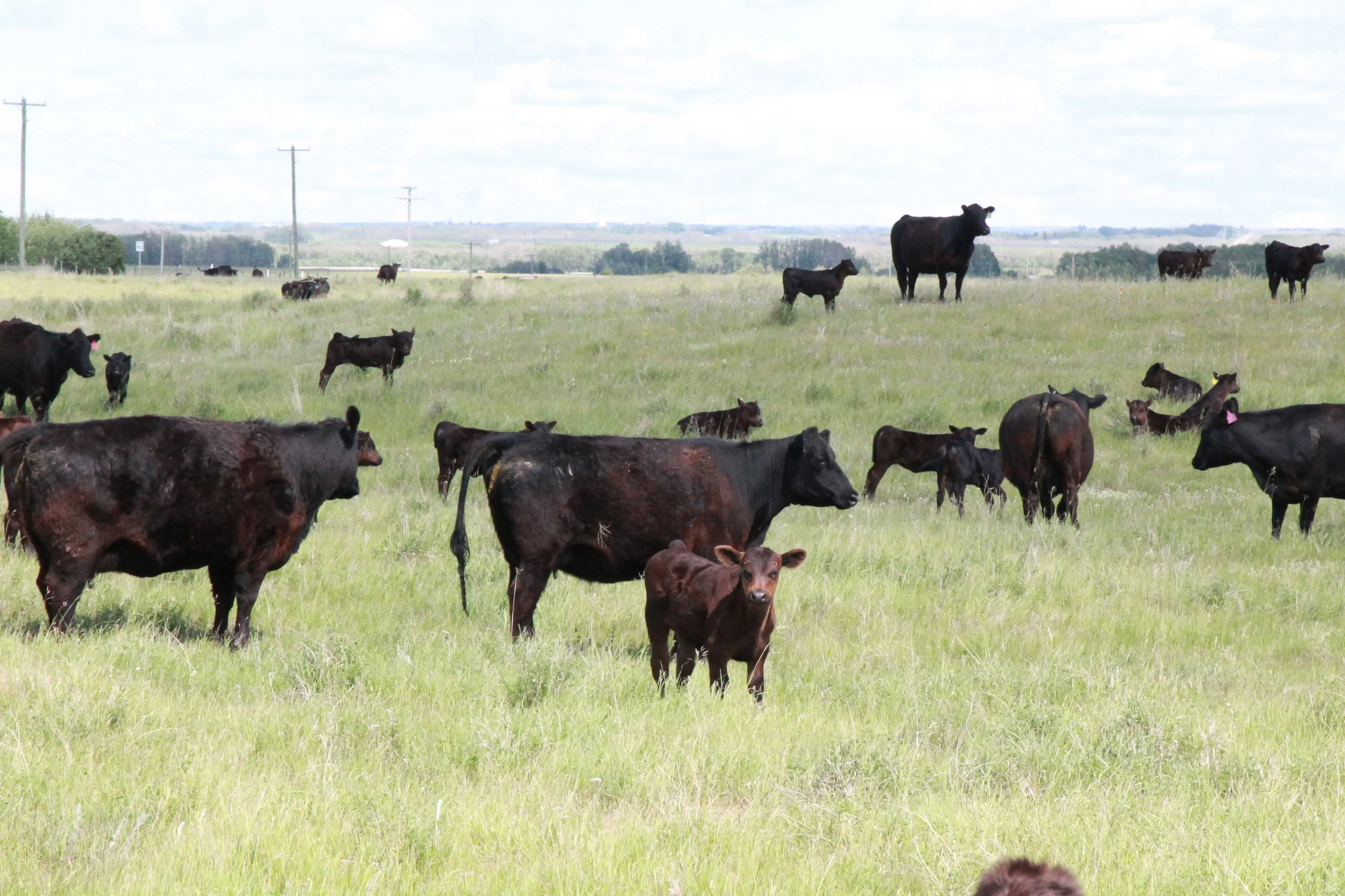 Cattle on grassland