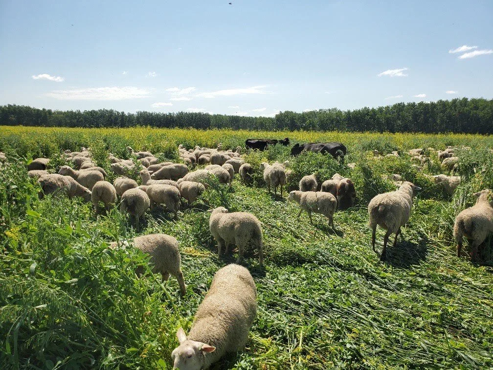 October Ebulletin now available - https://conta.cc/4mXInOY

Pc: Guy Bouchard, Green Pastures Farm, Gardenton, MB