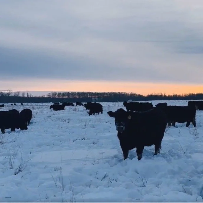 MFGA Jan ebulletin: Running hard into 2026 

Check out our website to read this month's e-bulletin!