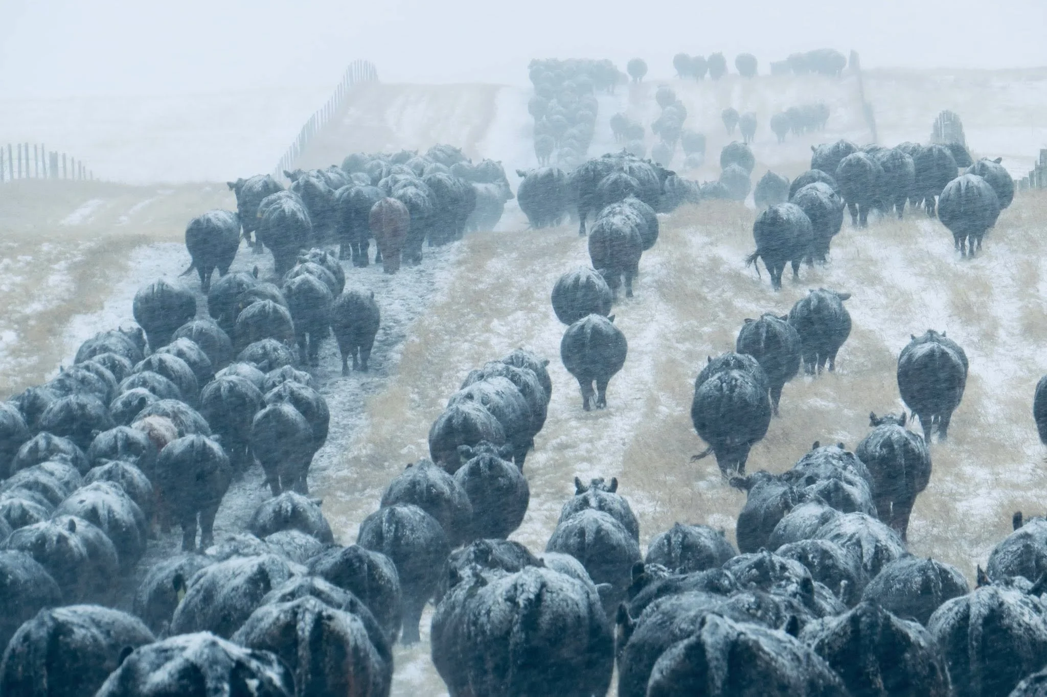 Spring is on the horizon, and so is a busy season of project planning, partnerships, and upcoming events for MFGA.

In this month&rsquo;s eBulletin, read about key announcements in forage insurance, celebrate Manitoba Environmental Stewardship Award 