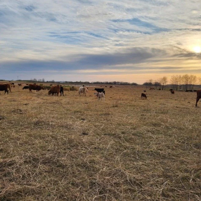 Our April eBulletin is live.

From industry updates to upcoming events and insights you won&rsquo;t want to miss, this month&rsquo;s edition is packed with what&rsquo;s happening across the MFGA Community.

Read the full eBulletin here: https://conta