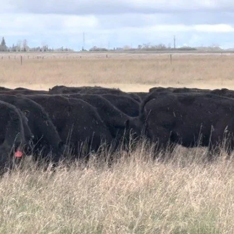 Our May 2026 eBulletin is out! 🌱 From the RFSI Canada Summit in Winnipeg to forage tools, free pasture testing, and mental wellness resources &mdash; there's a lot happening in the regen ag space. 

Read the full bulletin here 👉 https://conta.cc/4e