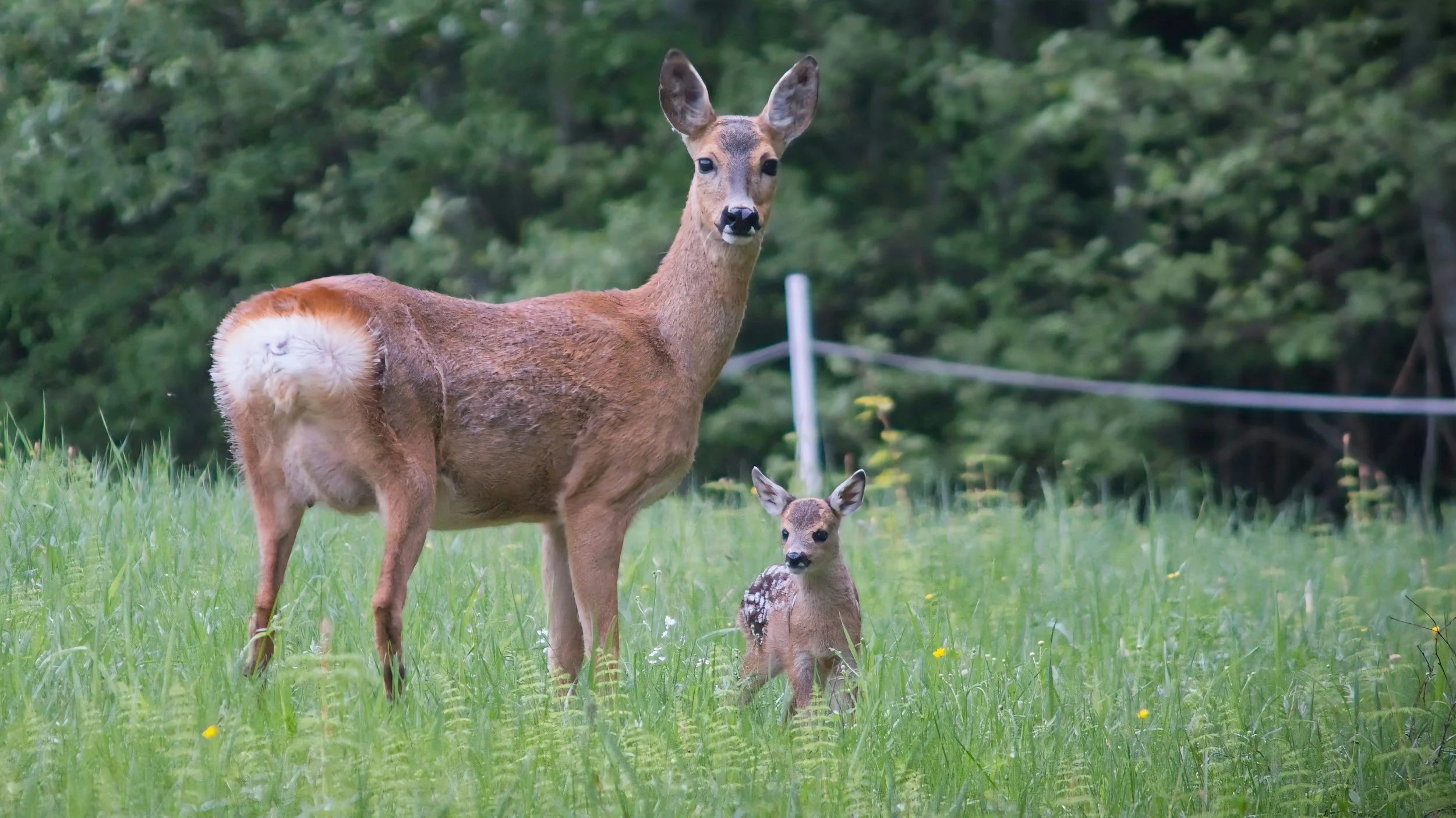 Postpartum Isn’t About Bouncing Back