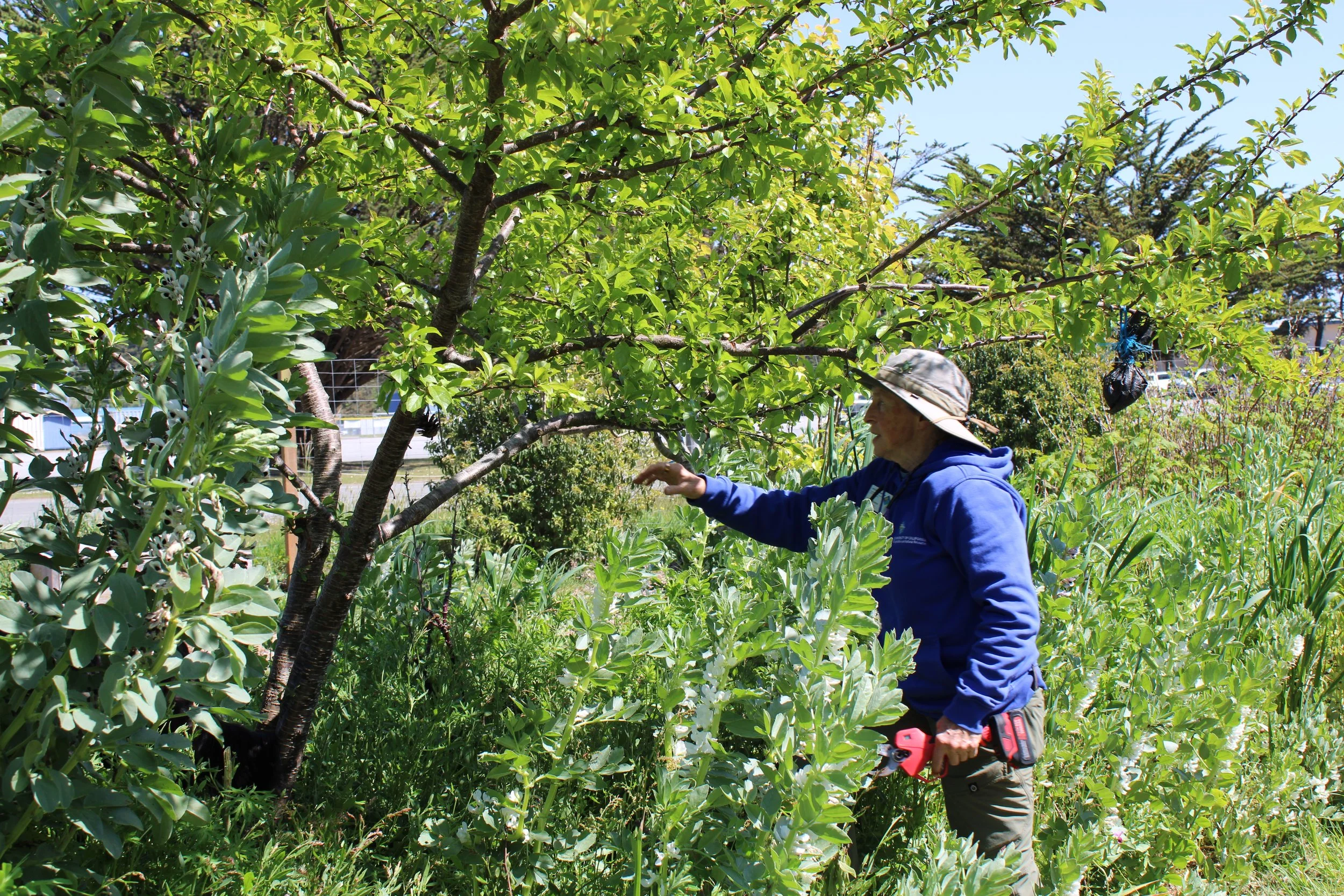 Fruiting Perennials Workshop Series