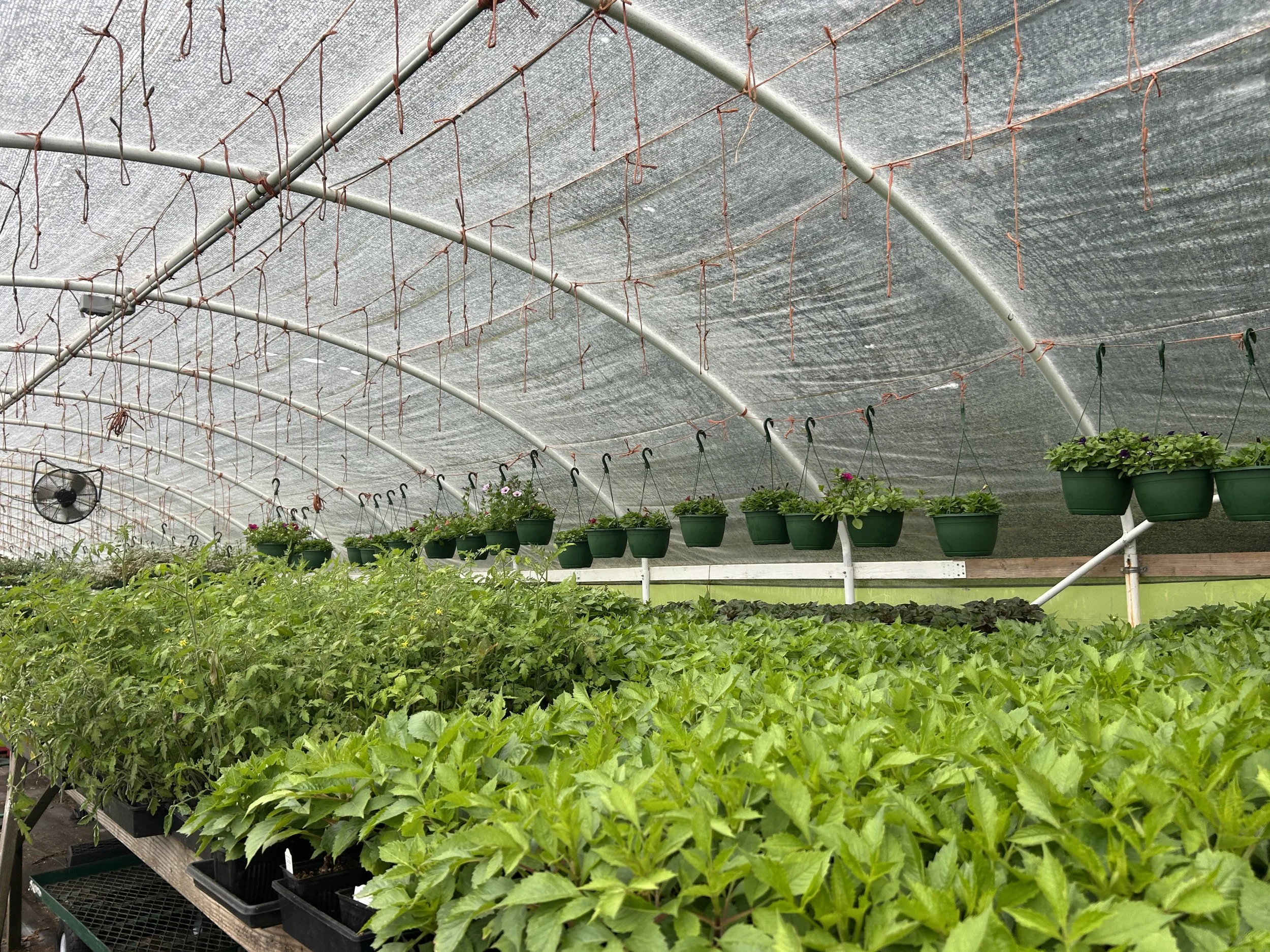 2026.May.Seabreeze.Dahlias.greenhouse.jpeg
