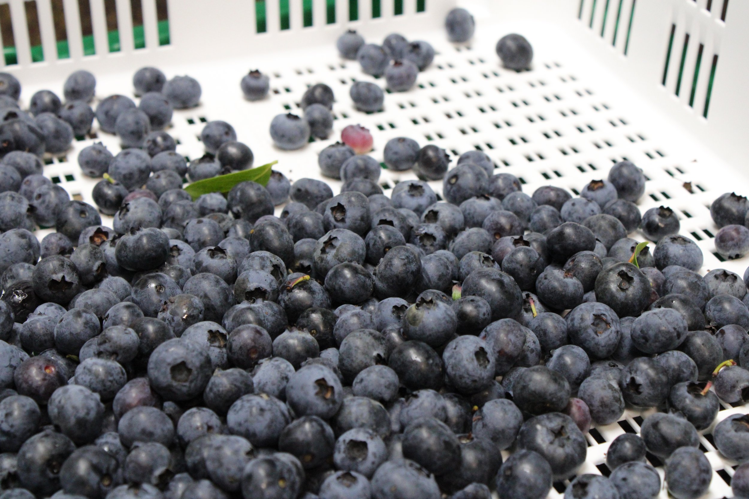 Know your Farmer: Blueberry Hill Farm
