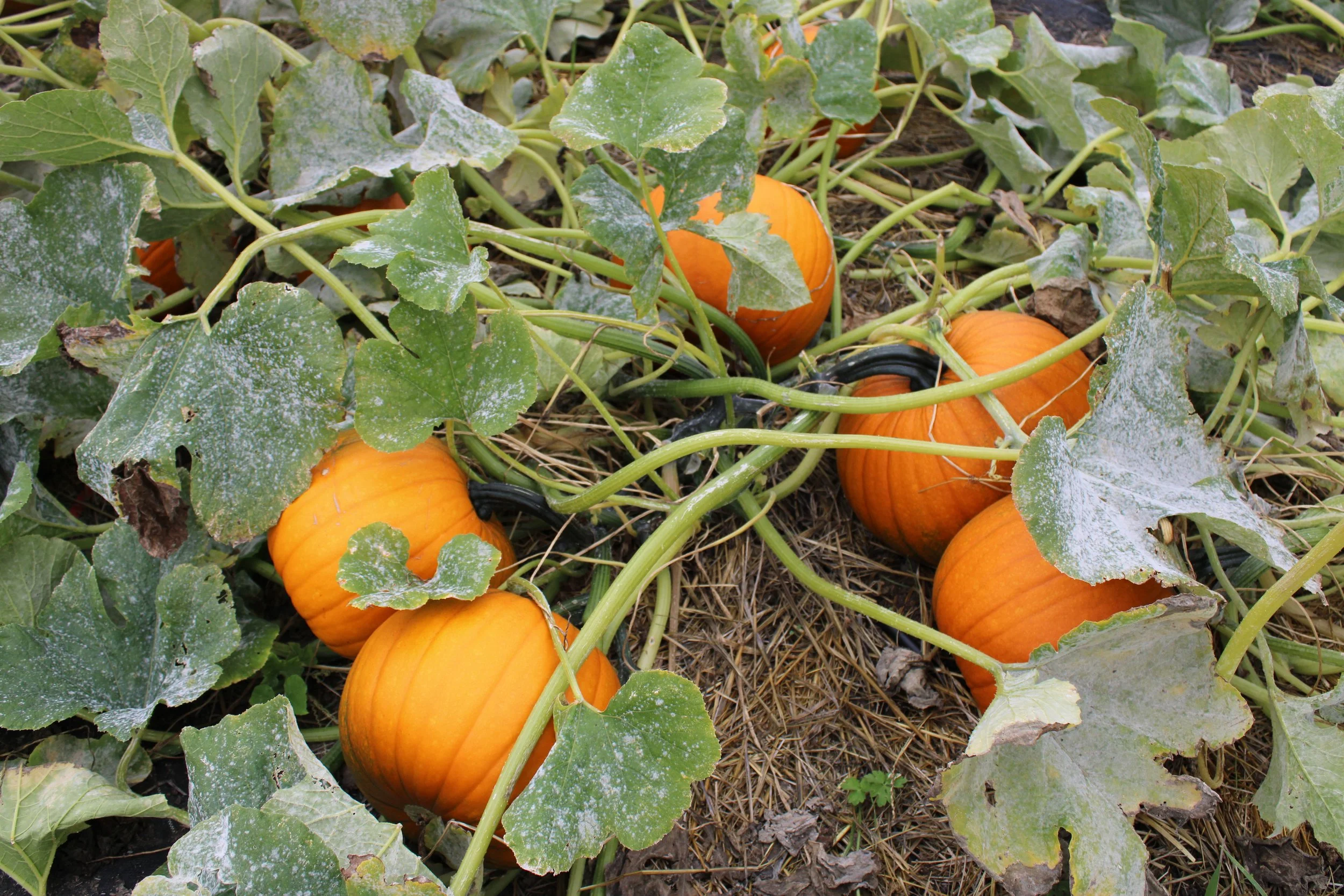 IMG_3380.JPG