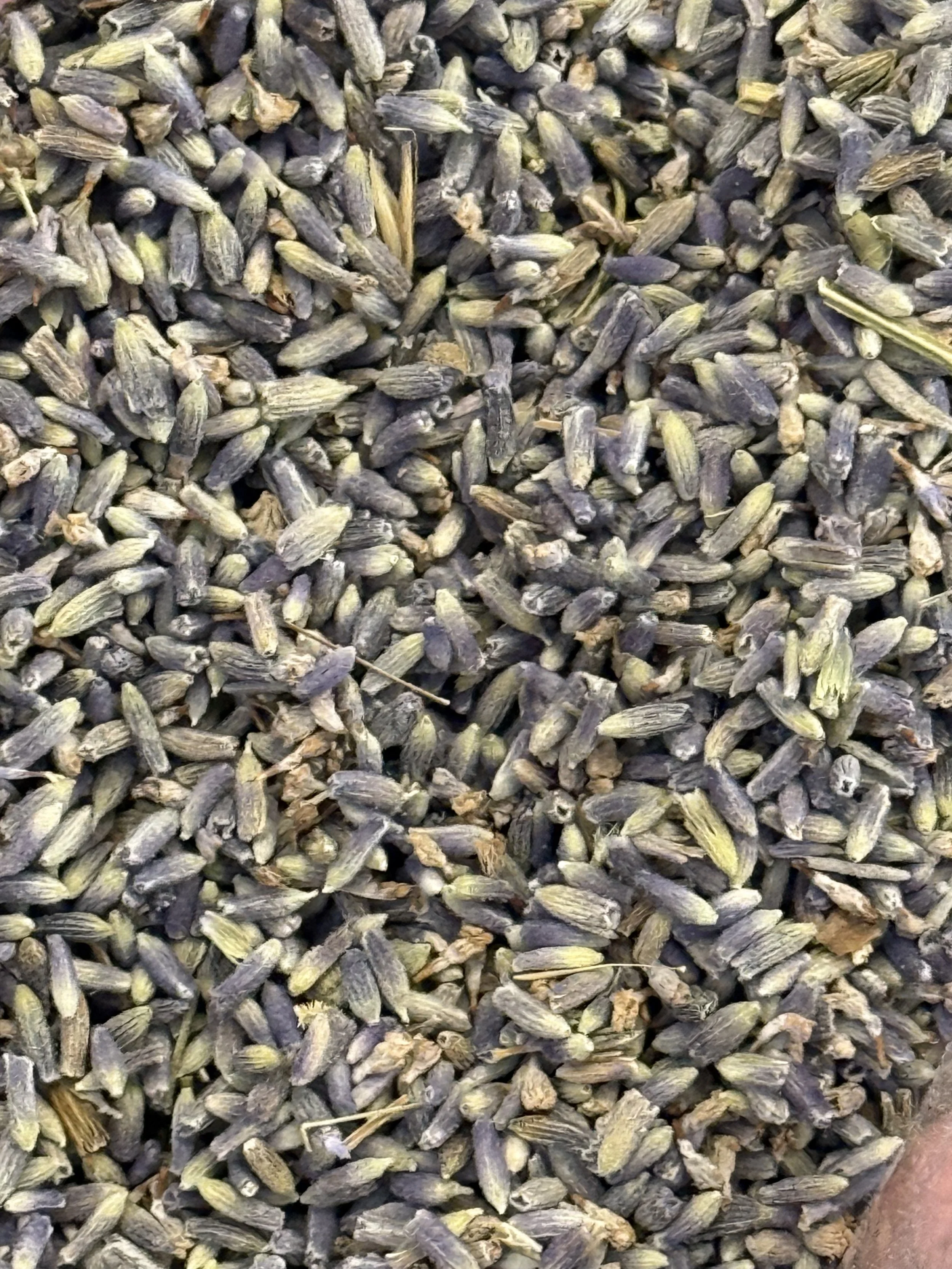 Lavender