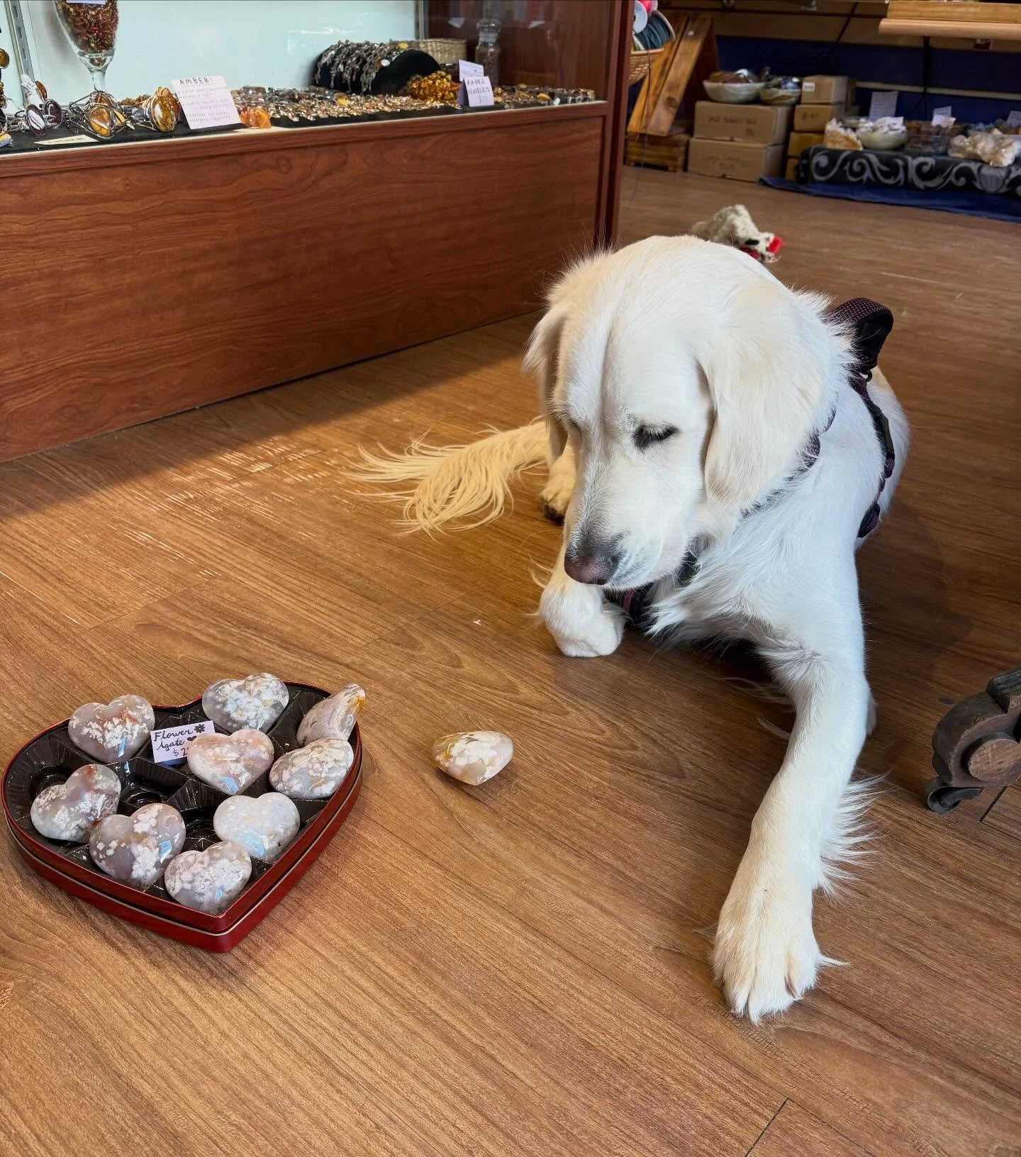 Luna is completely mesmerized by these gorgeous flower agate hearts! 🌸💕❤️

Flower agate is a stone of soft and steady growth and aids with emotional balance and transformation! ✨ 

Not only are the healing properties of flower agate amazing, but th