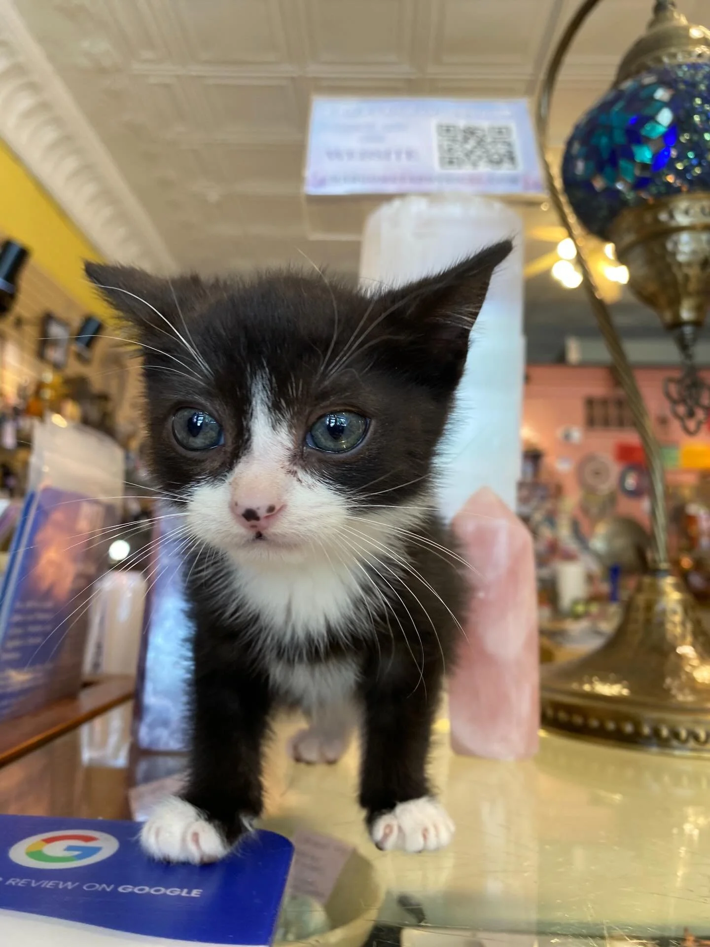 Pocket the cat DEMANDS that you leave a review (to tell us how much you love us) by tapping the google pad on our counter 😡🫵

Good news: it&rsquo;s super easy! Just tap and hold your phone right on the pad, and the review page pops up instantly! 💜