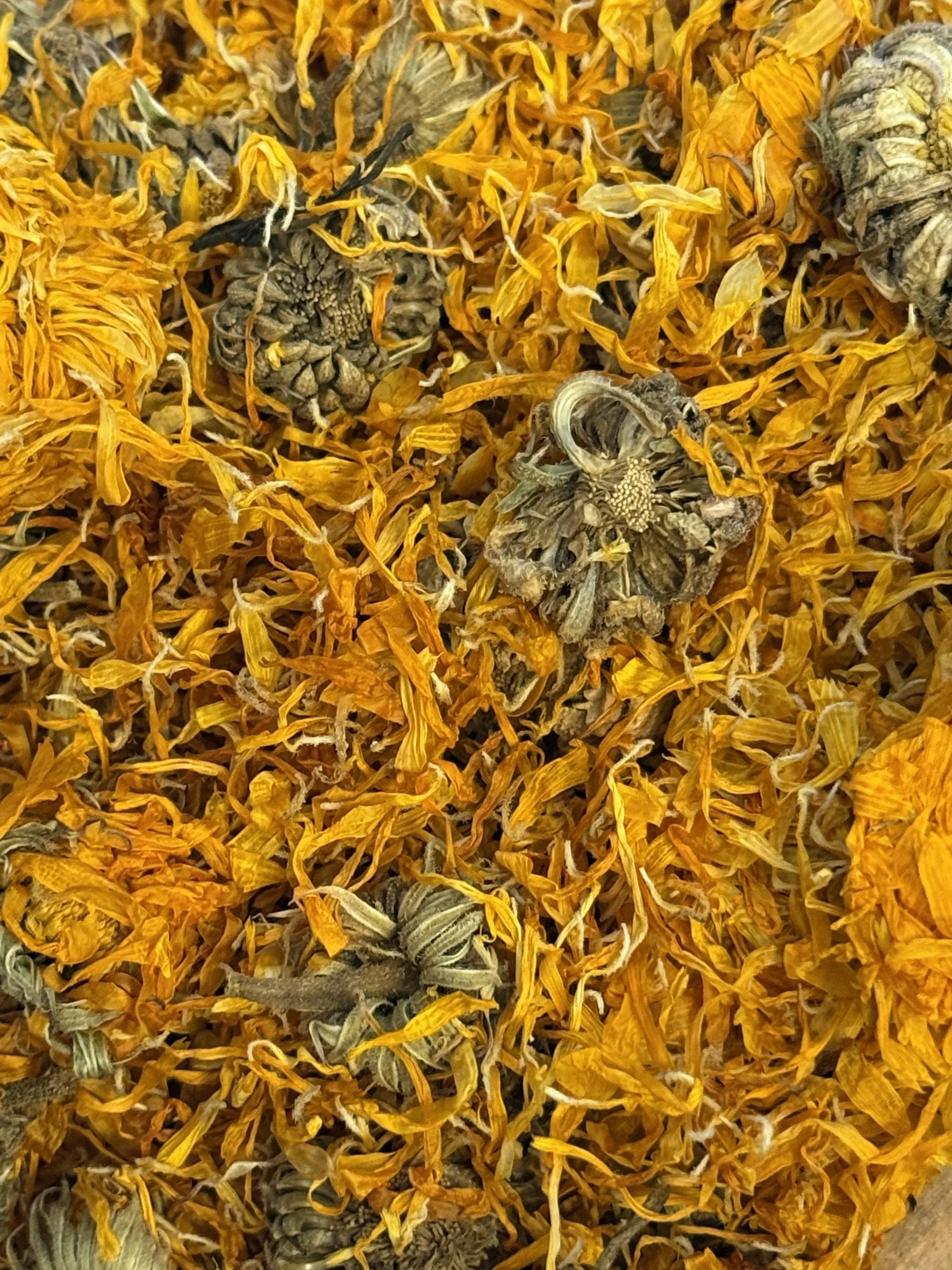 Marigold (Calendula)