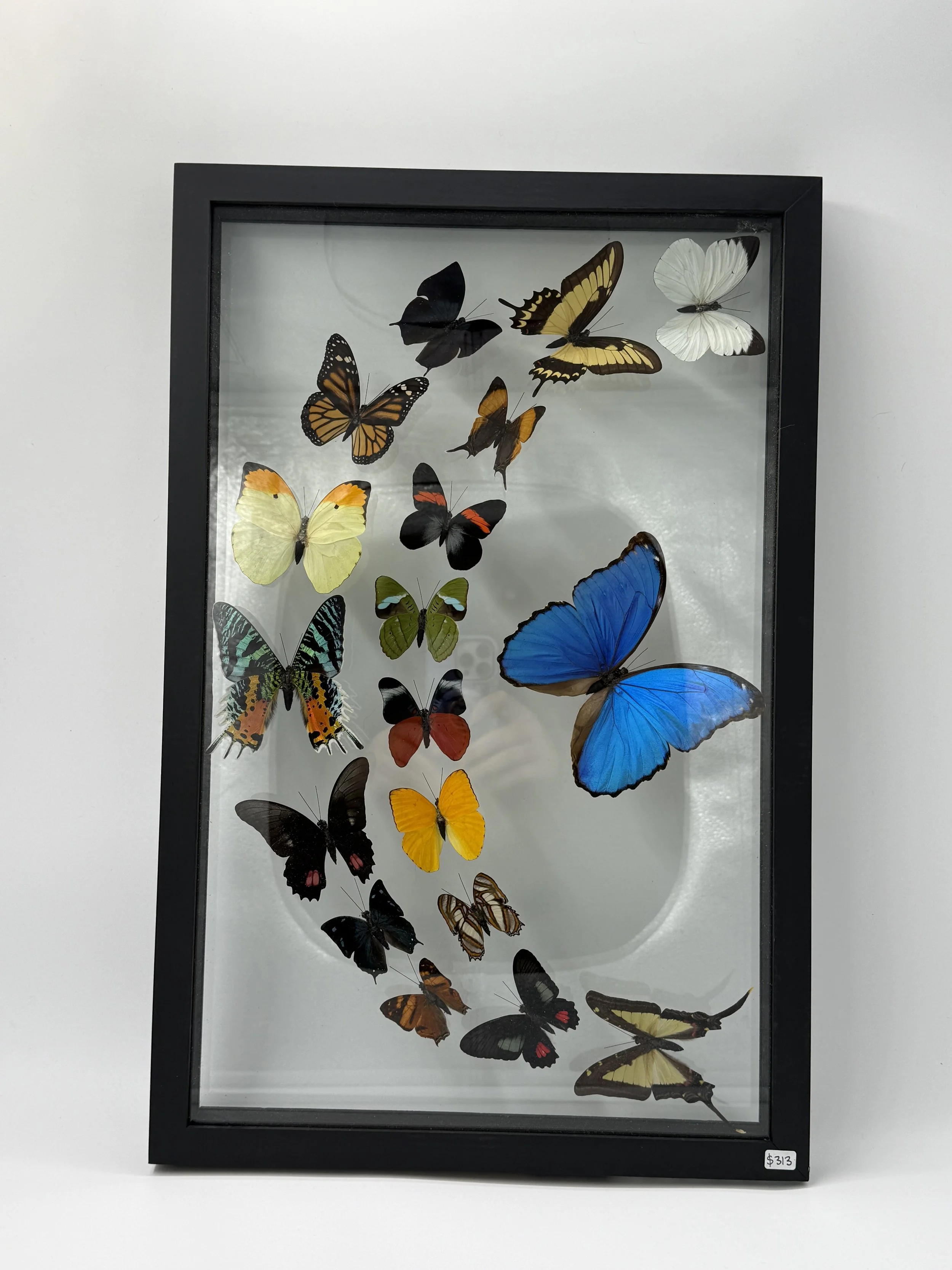 18 Butterfly Taxidermy