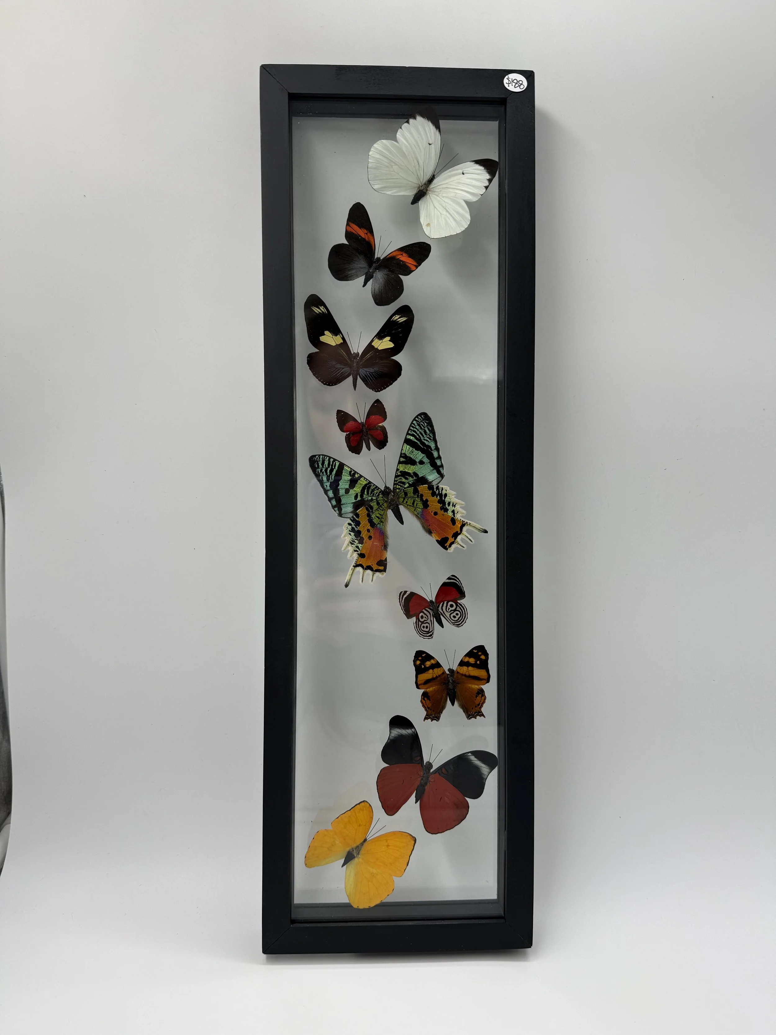 9 Butterfly Taxidermy