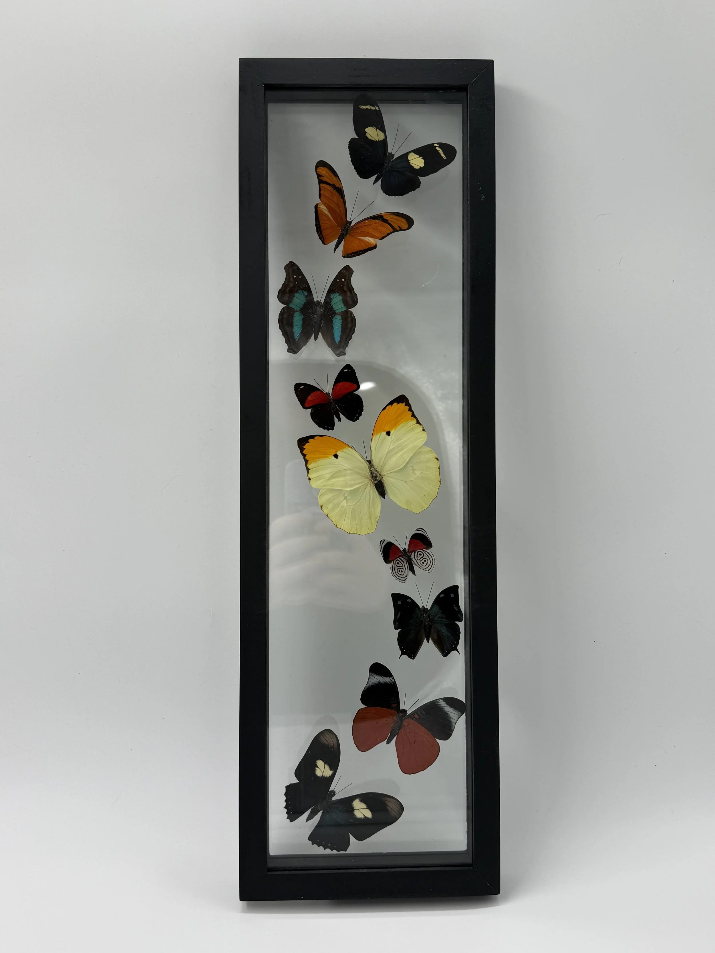 9 Butterfly Taxidermy
