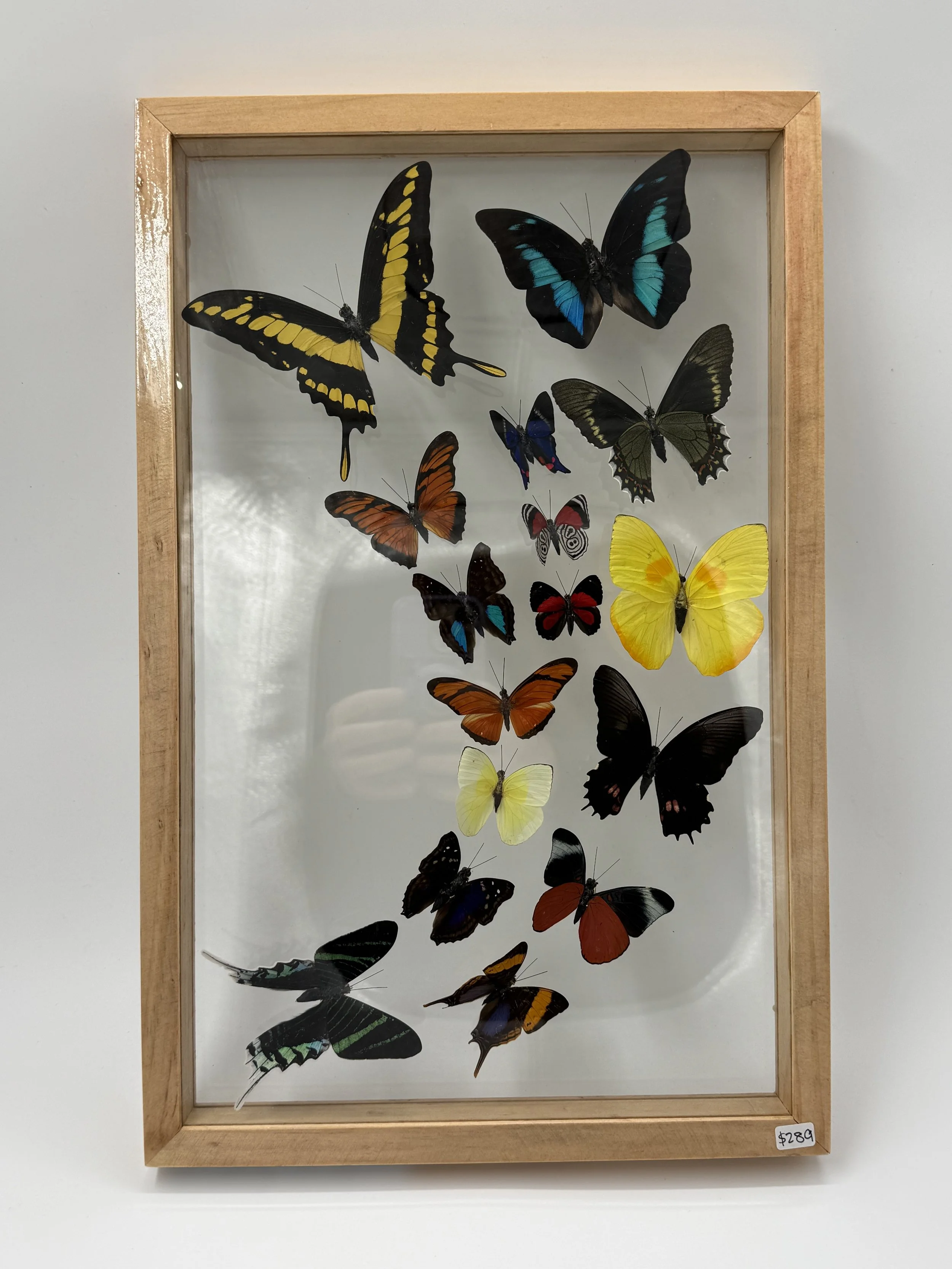 16 Sweeping Butterfly Taxidermy
