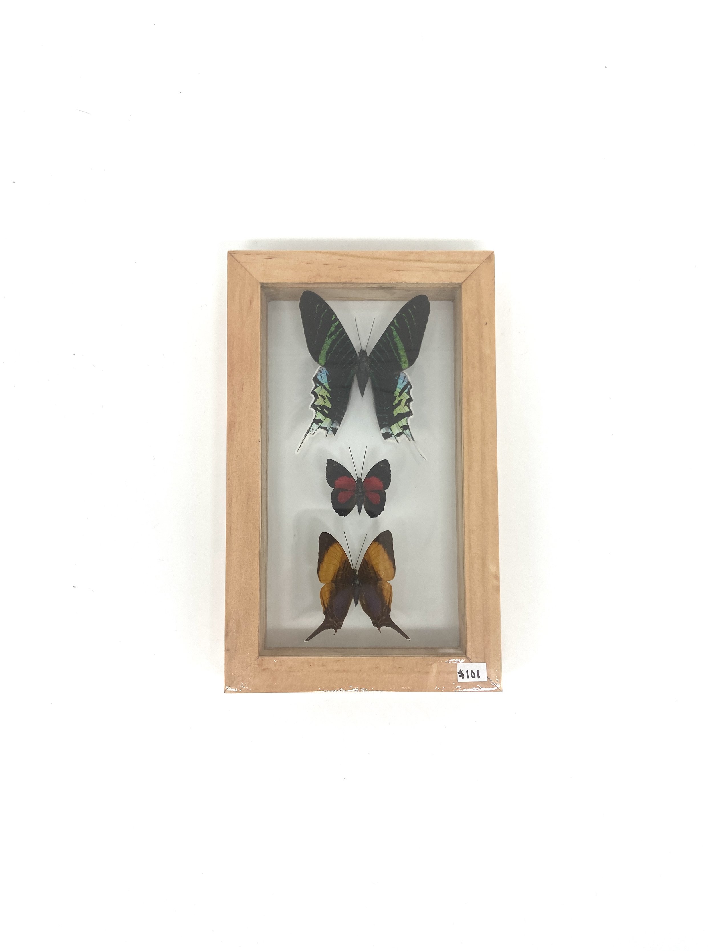 3 Butterfly Taxidermy