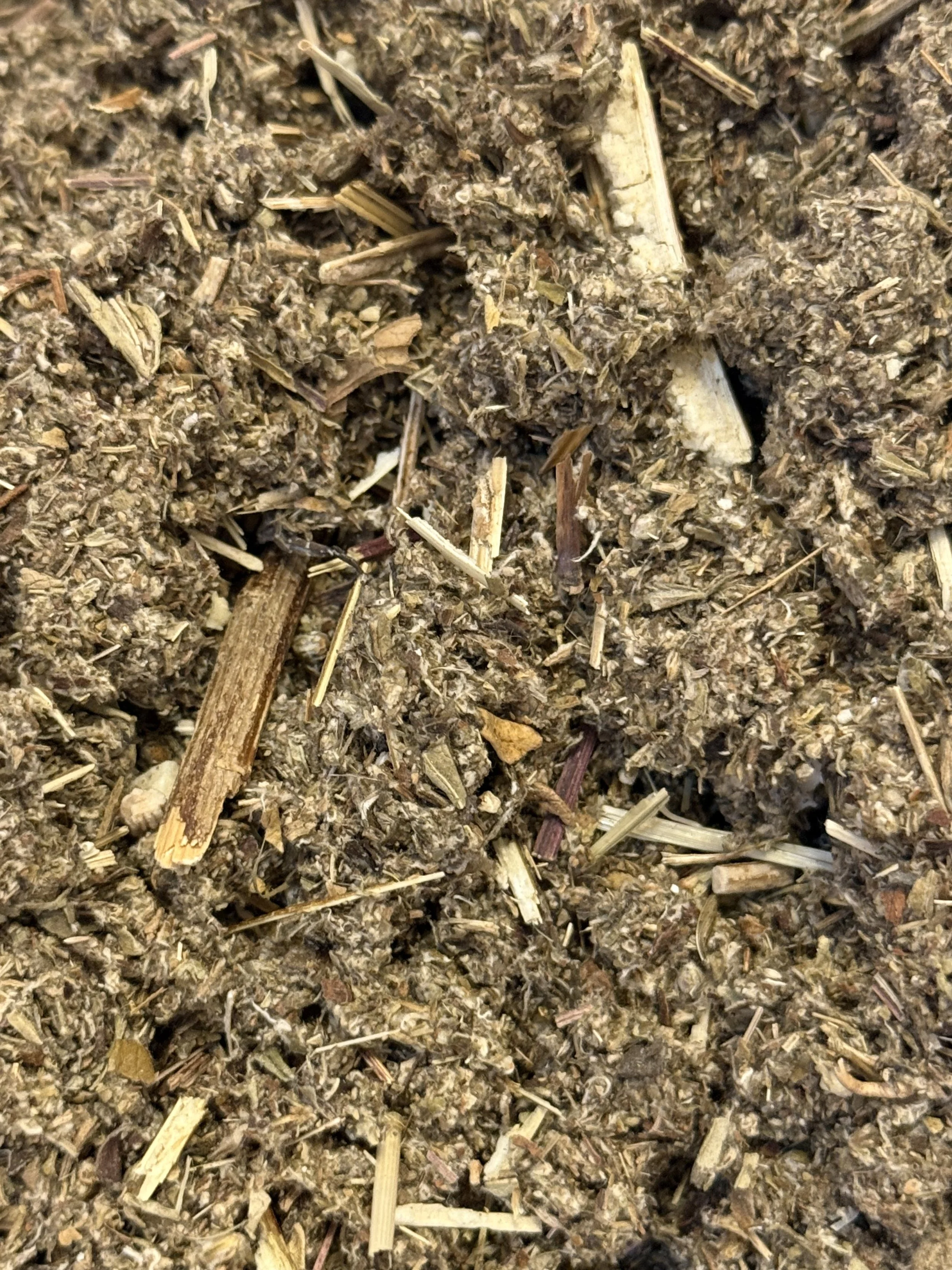 Mugwort