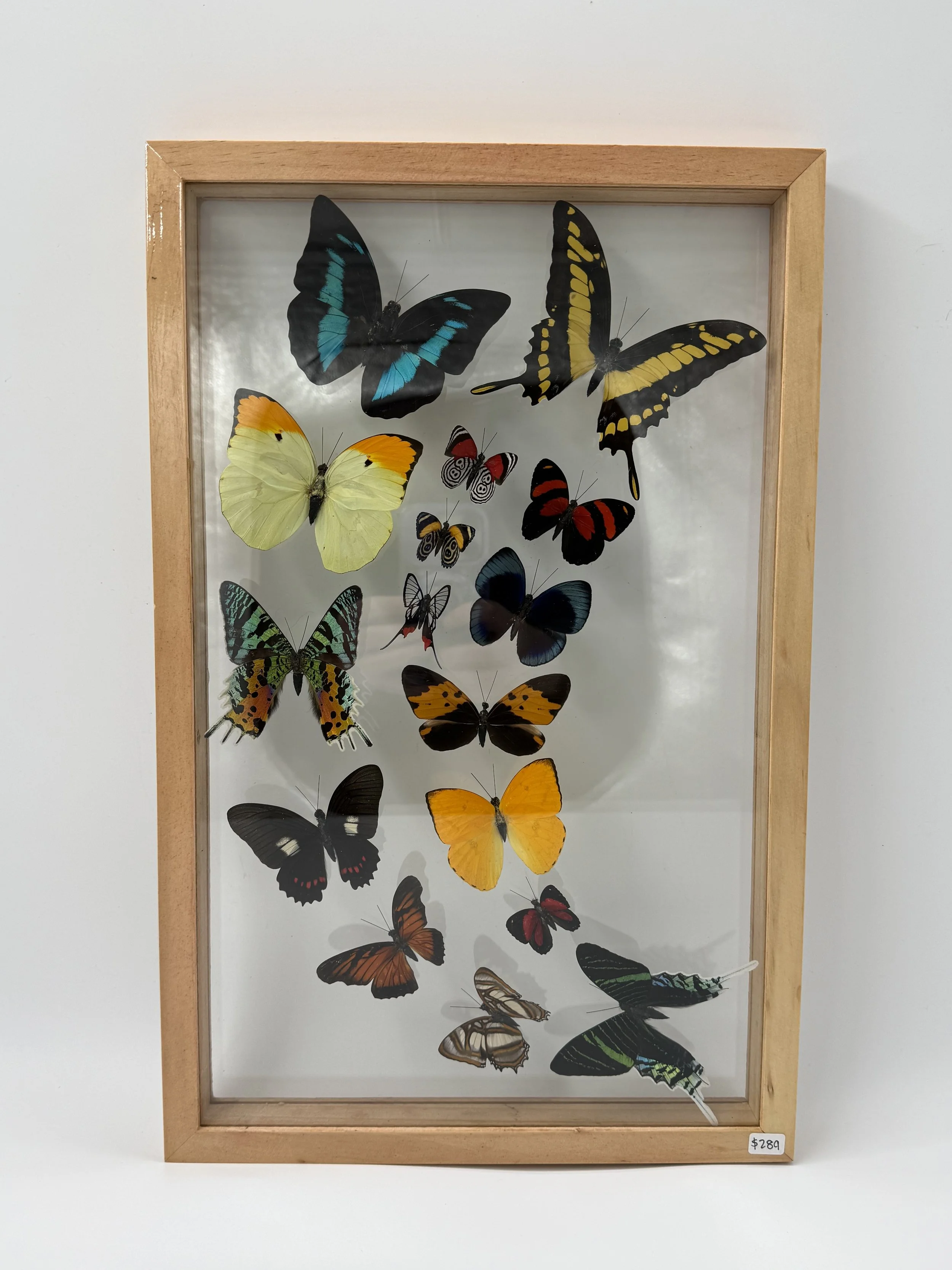 16 sweeping butterfly right.JPG