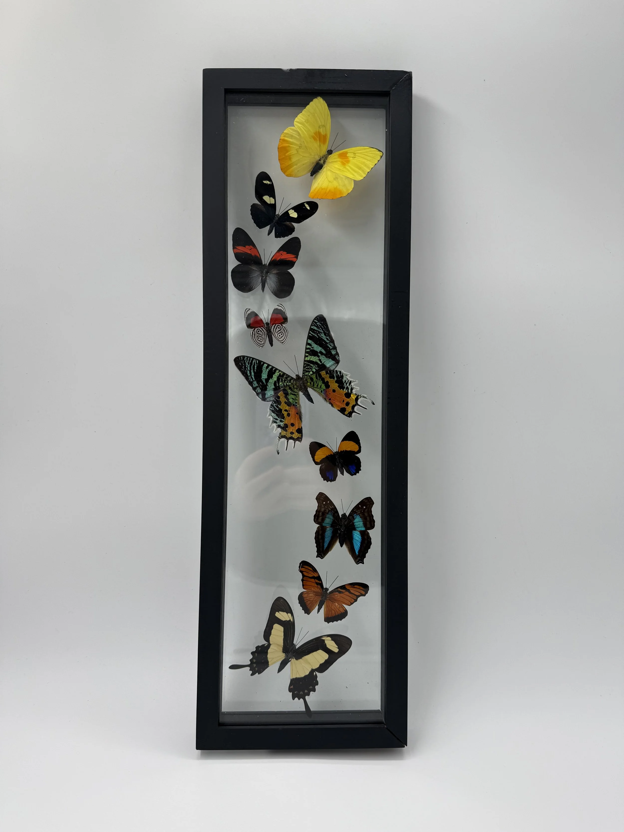 9 Butterfly Taxidermy