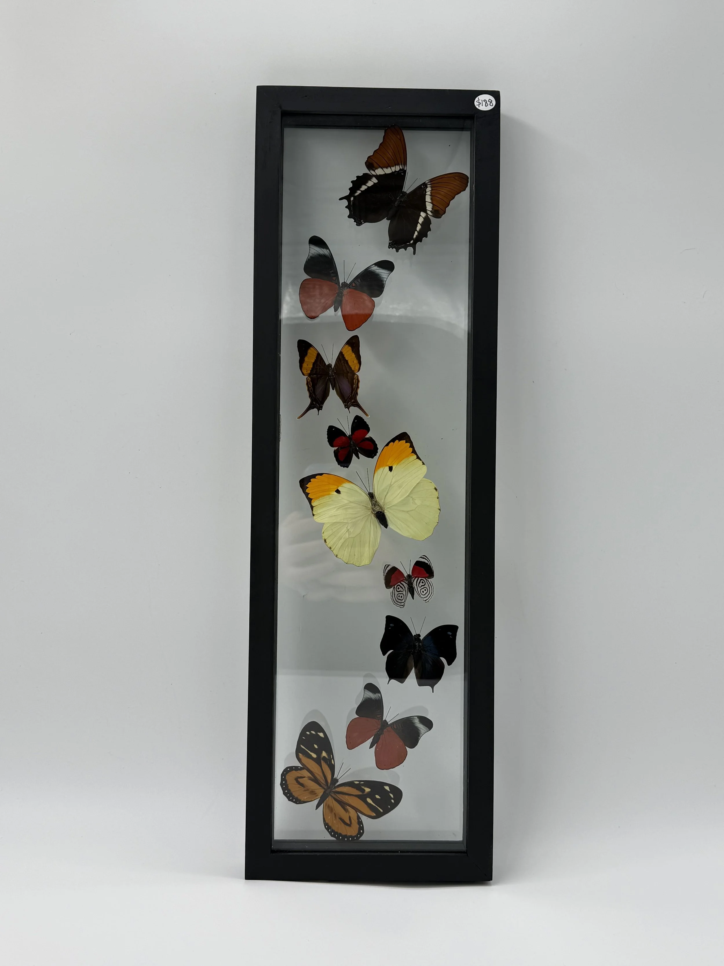 9 Butterfly Taxidermy