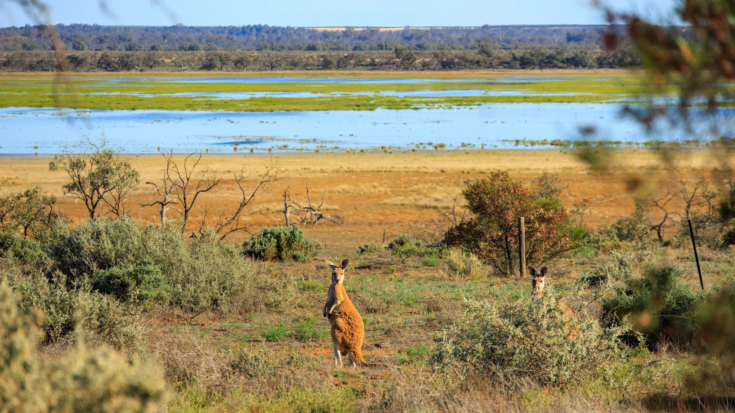Red Kangaroo 1.jpg