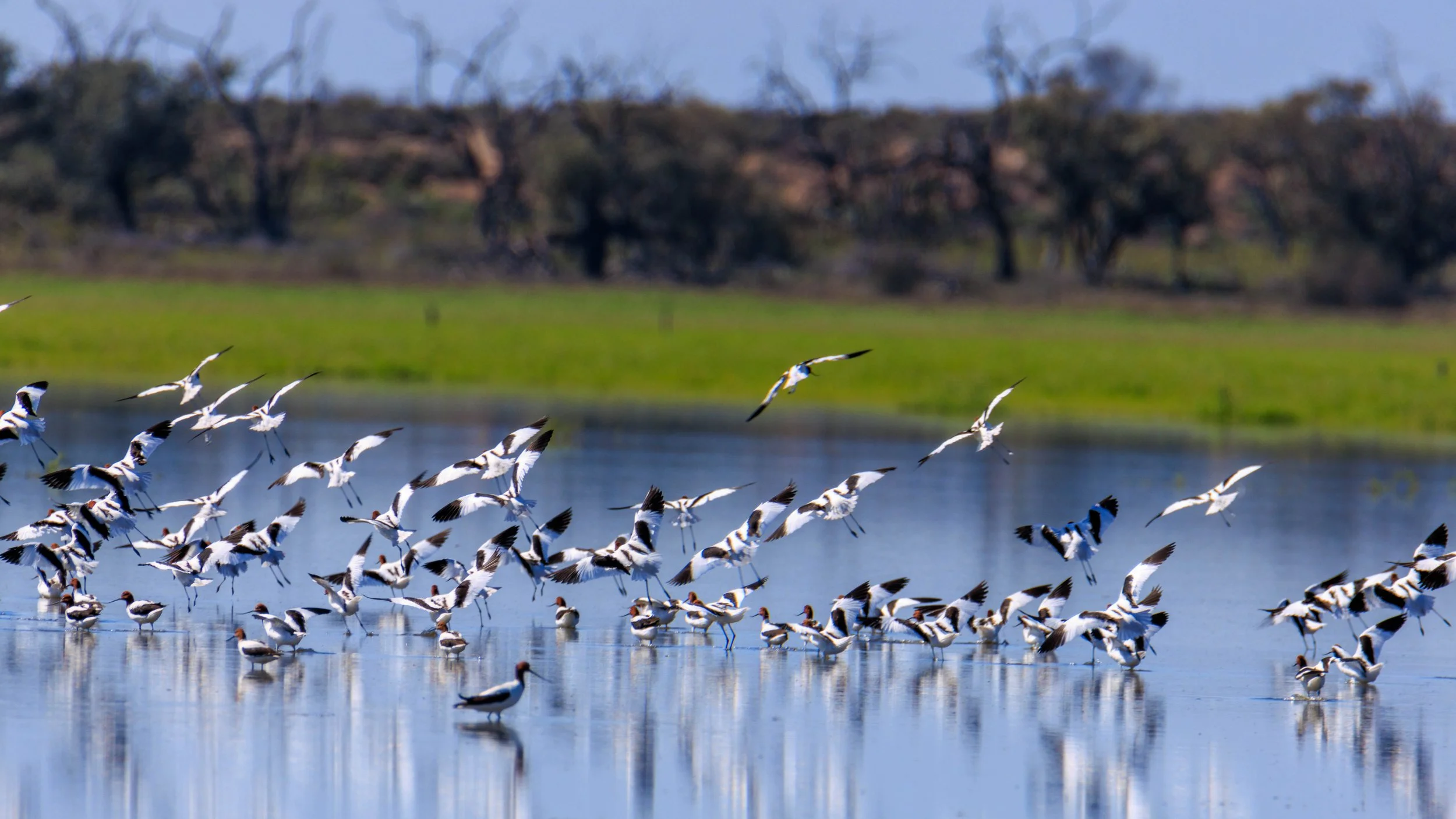 Red-necked Avocet.jpg