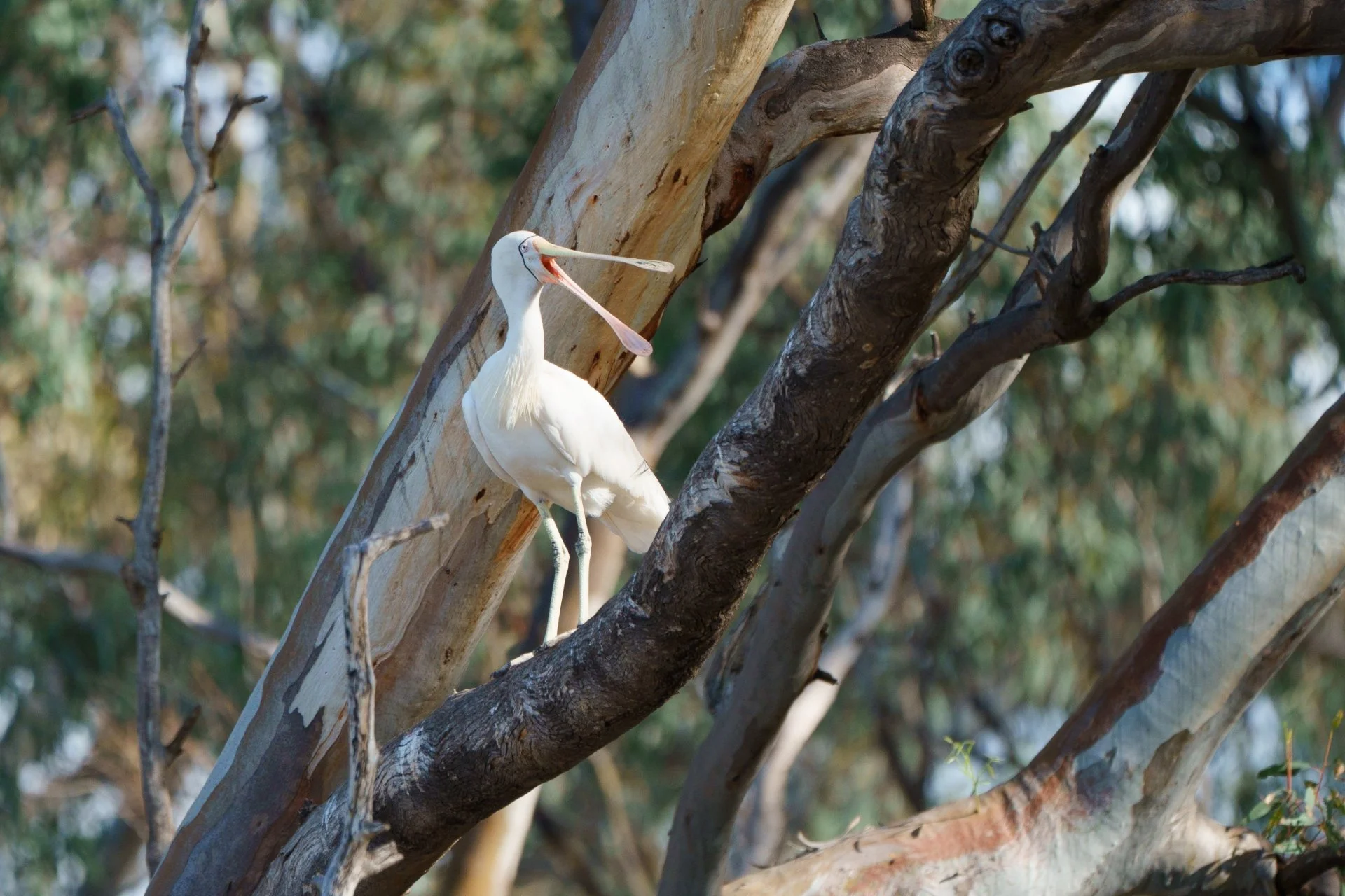 Yellow-billed Spoonbill 1.jpg