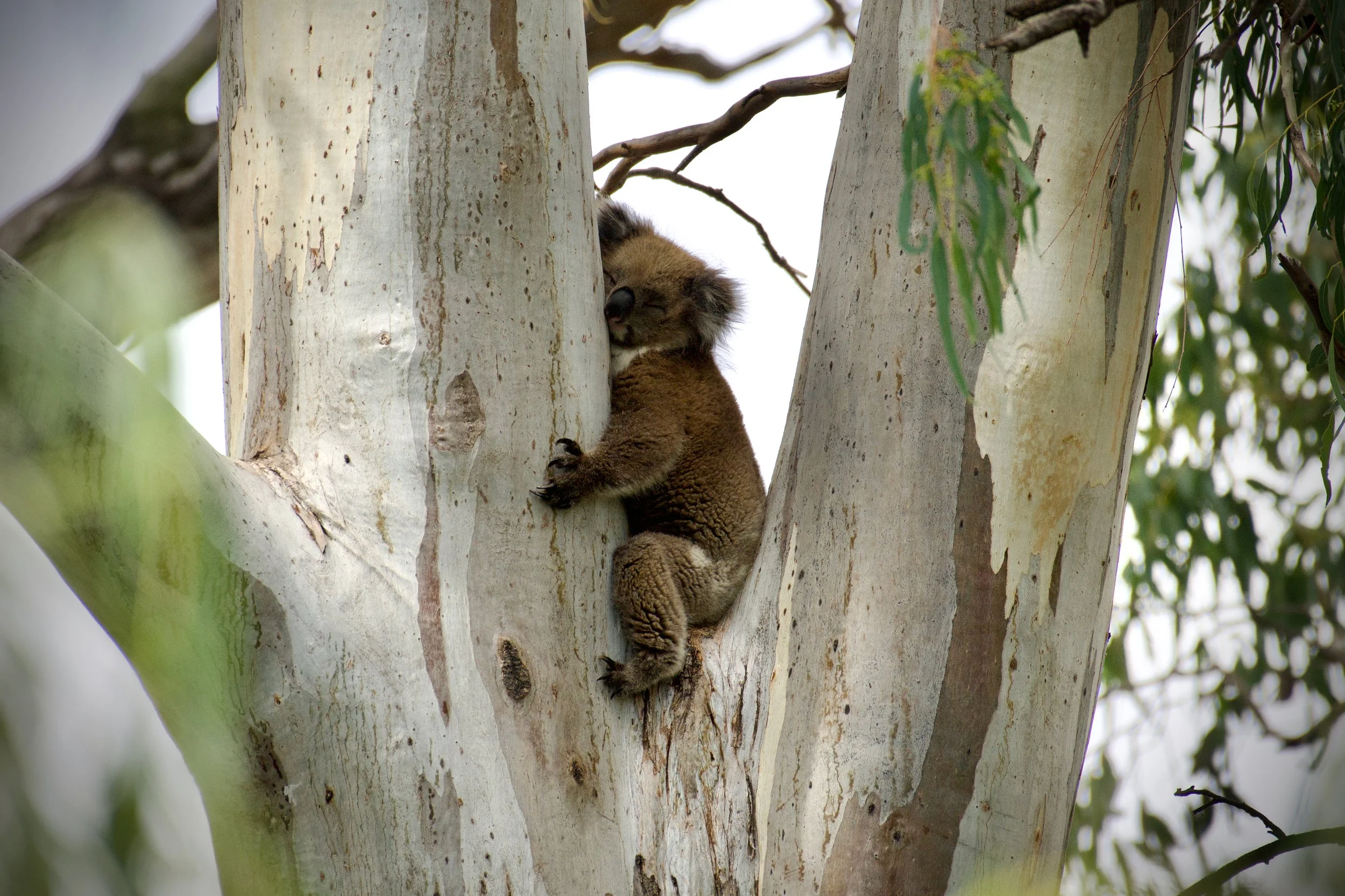 Koala 02.jpeg