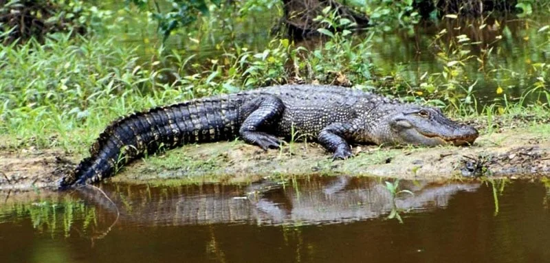 Crocodile resting on a muddy riverbank near water surrounded by green vegetation.