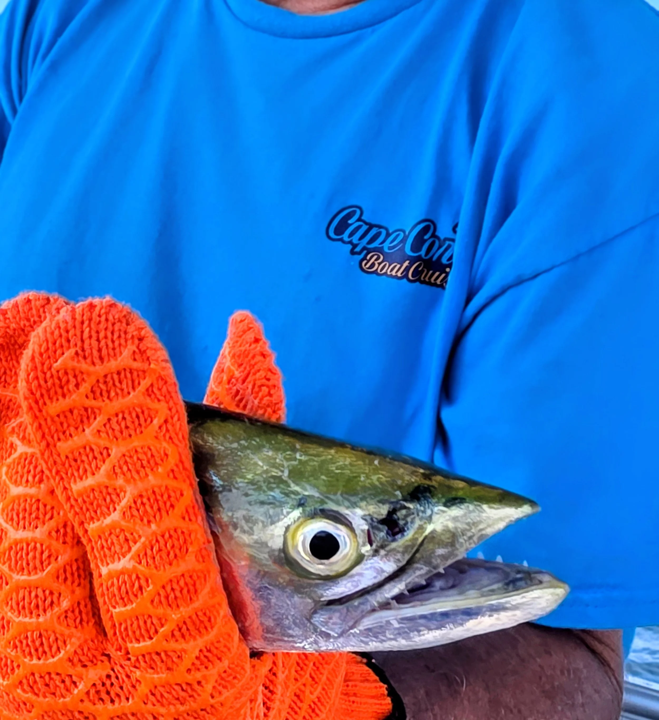 Close-up of a person wearing a bright blue shirt with the logo of 'Cape Cod Boat Club' on it, holding a fish with a colorful, patterned body and large, round eyes, while also wearing an orange, fishnet-style glove.