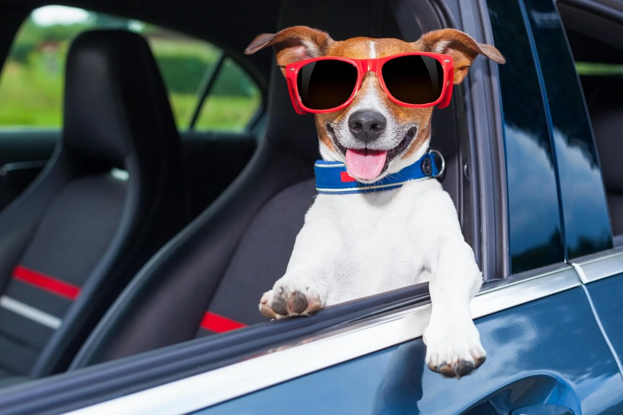Dog-driving.jpg