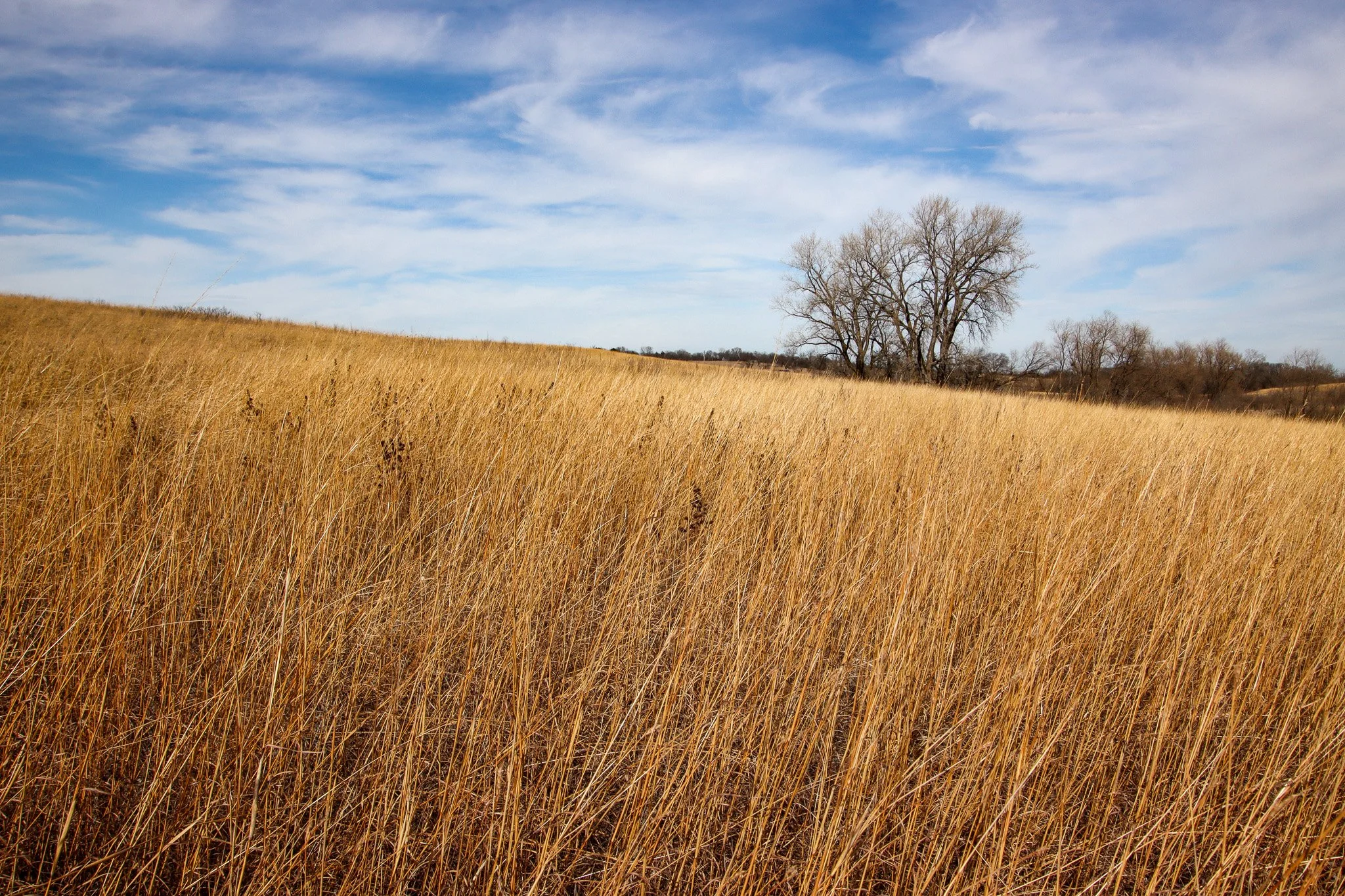Spring Creek Prairie Audubon Center near Denton, Nebraska