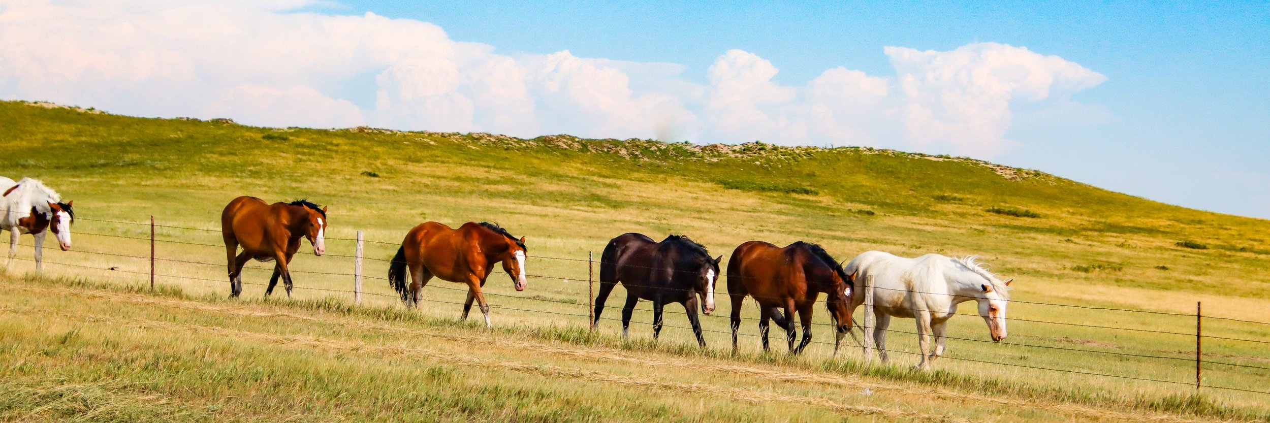 Horses along the fenceline somewhere near the border between Nebraska and South Dakota