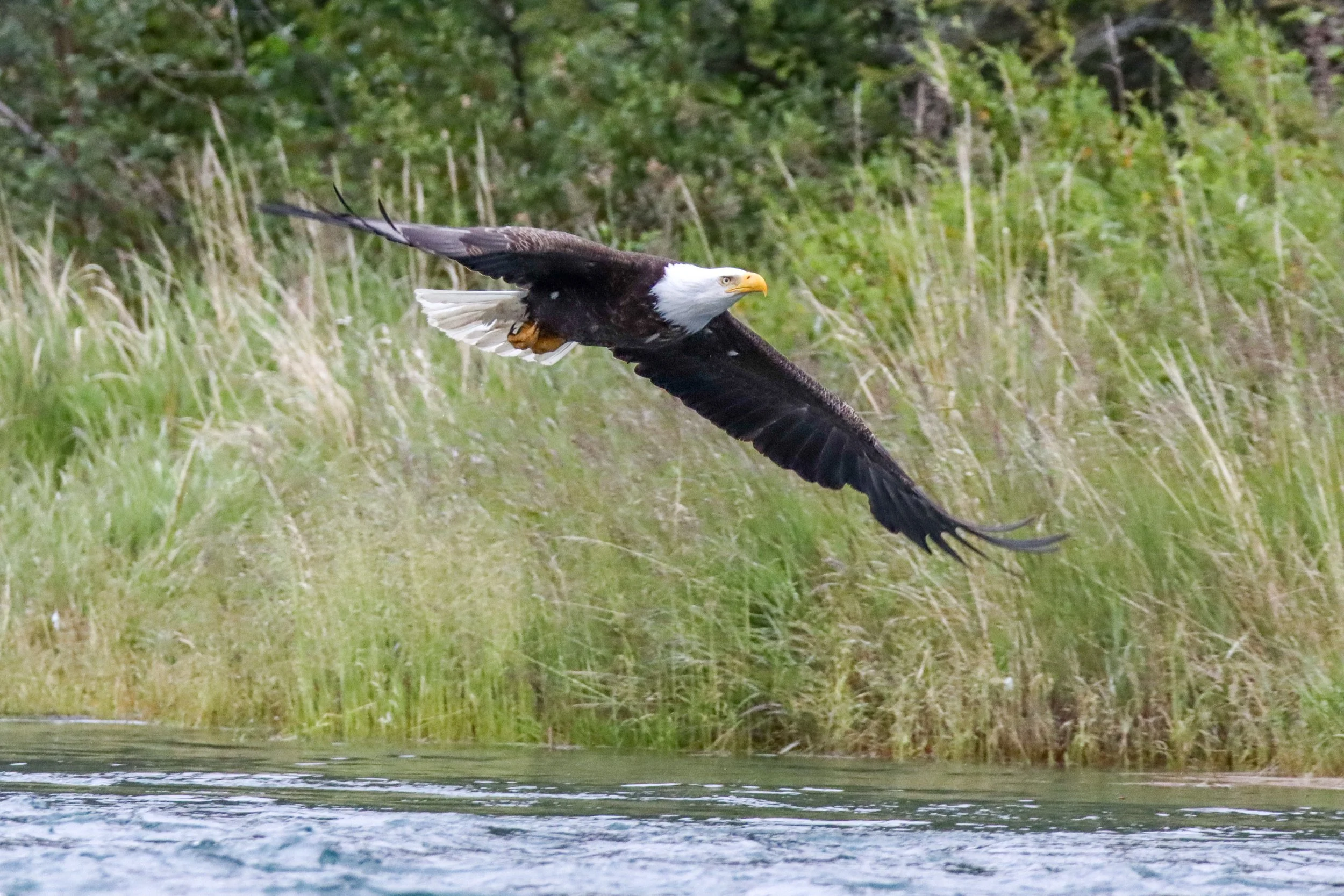 Bald eagle, Kenai River, Alaska