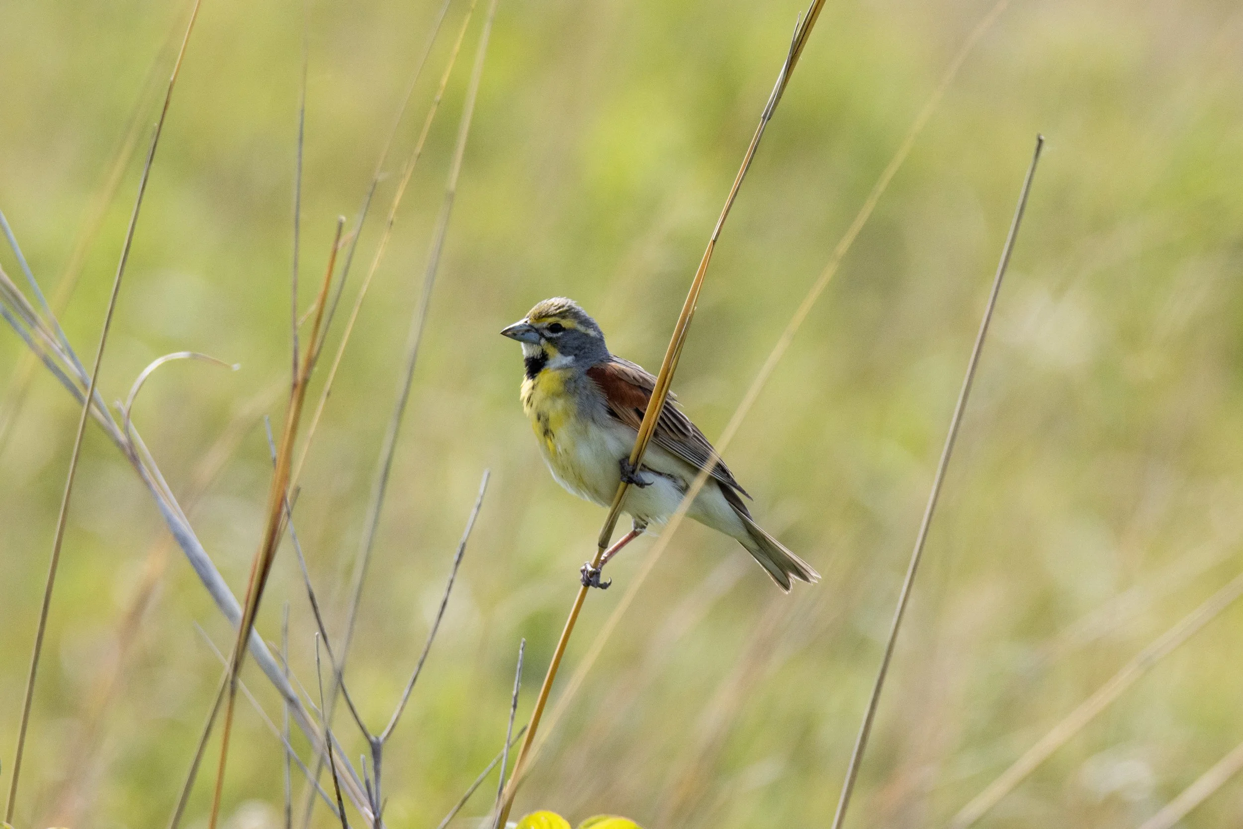 Dickcissel, Konza Prairie, Kansas