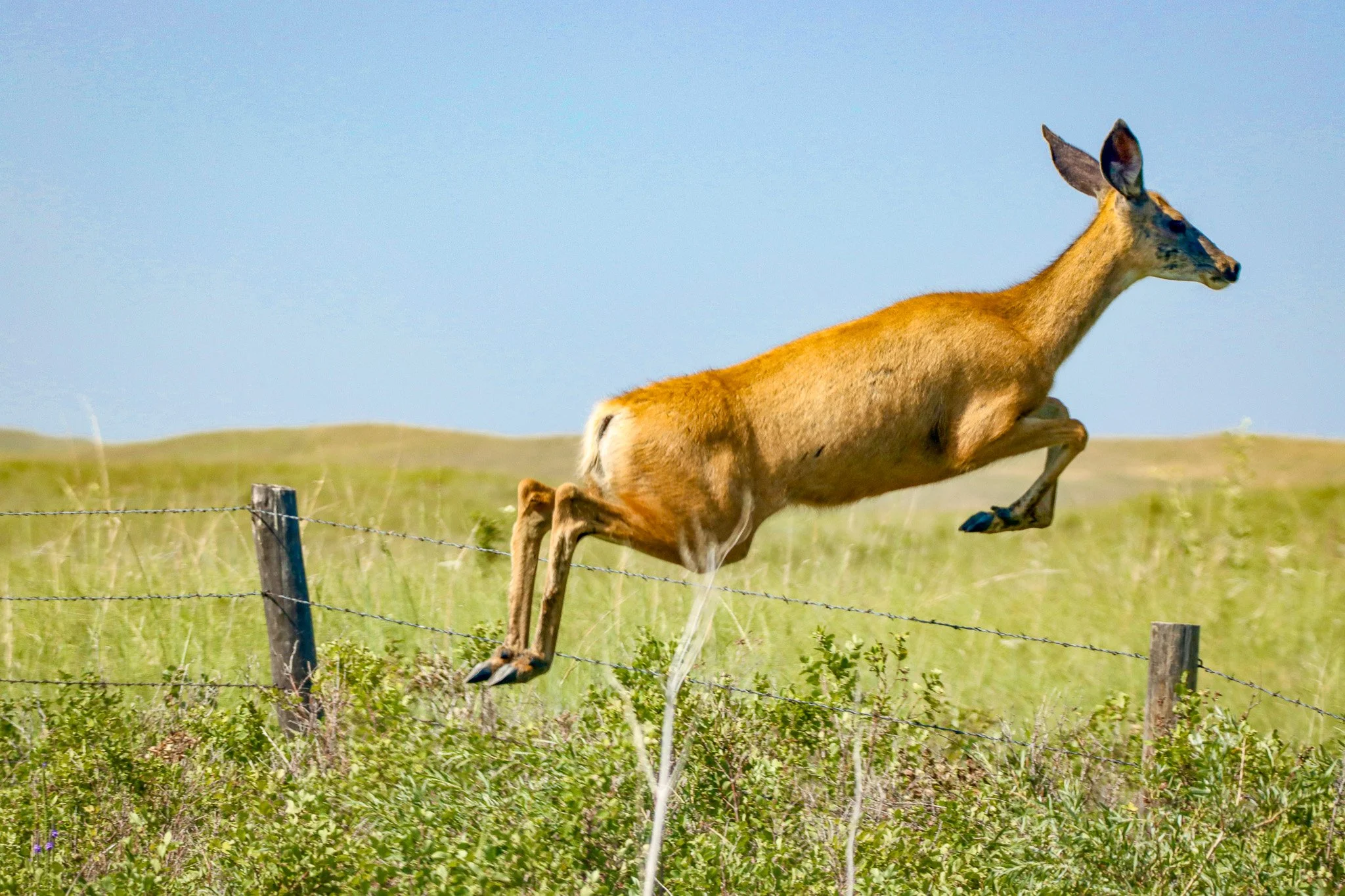 Mule deer leaping a fence in the Nebraska Sandhills