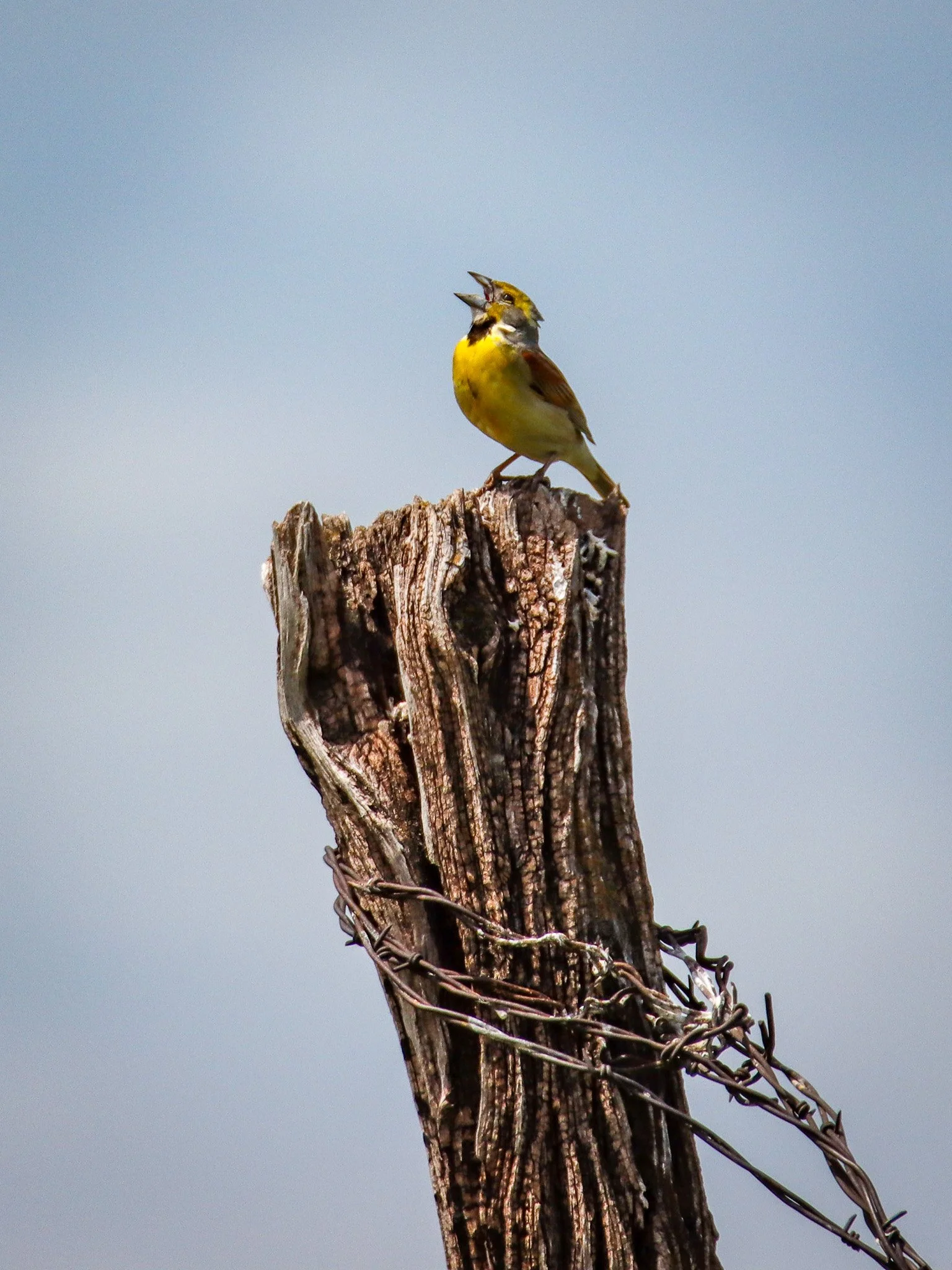 Dickcissel singing at Konza Prairie, Kansas