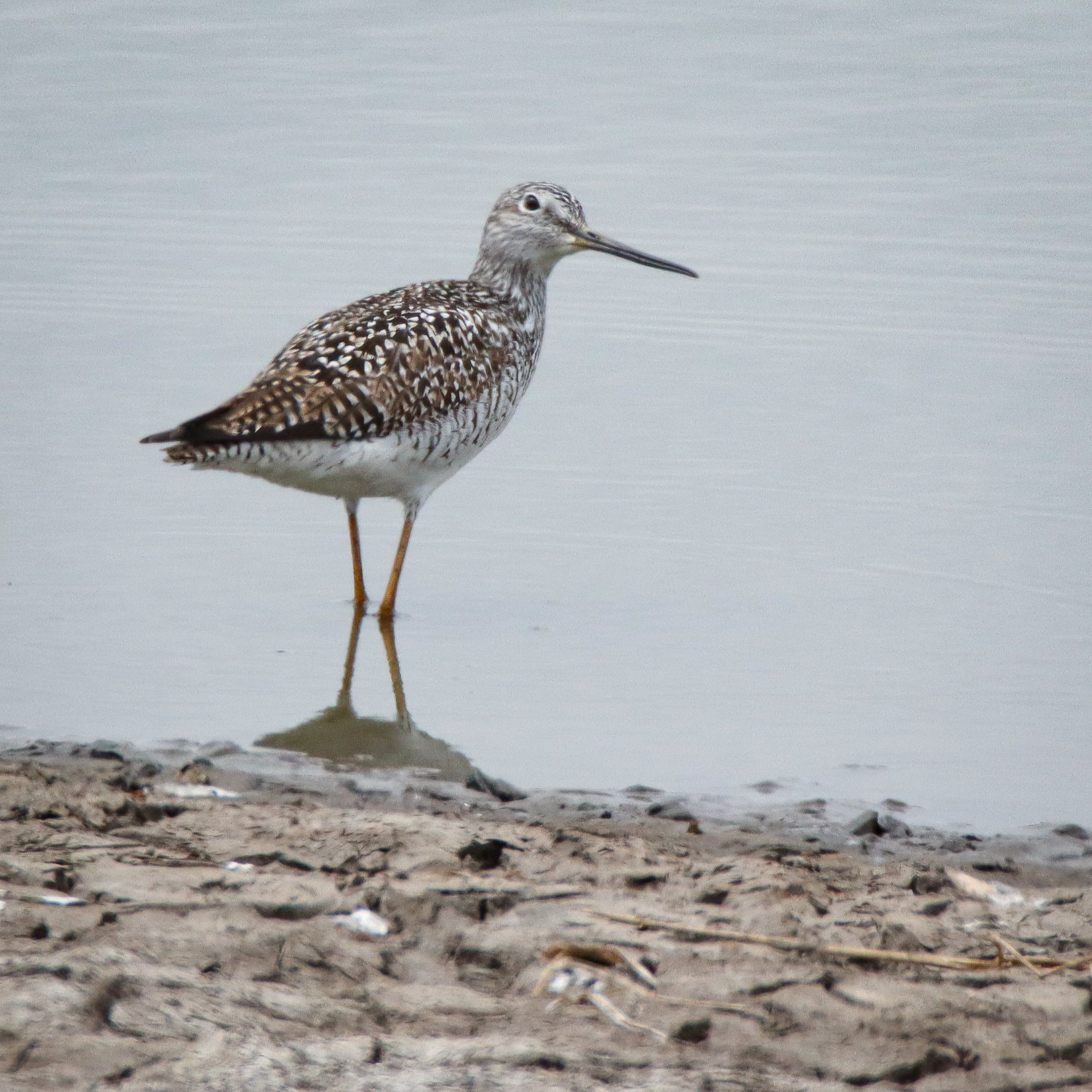 Lesser yellowlegs, Pioneers Park, Lincoln, Nebraska