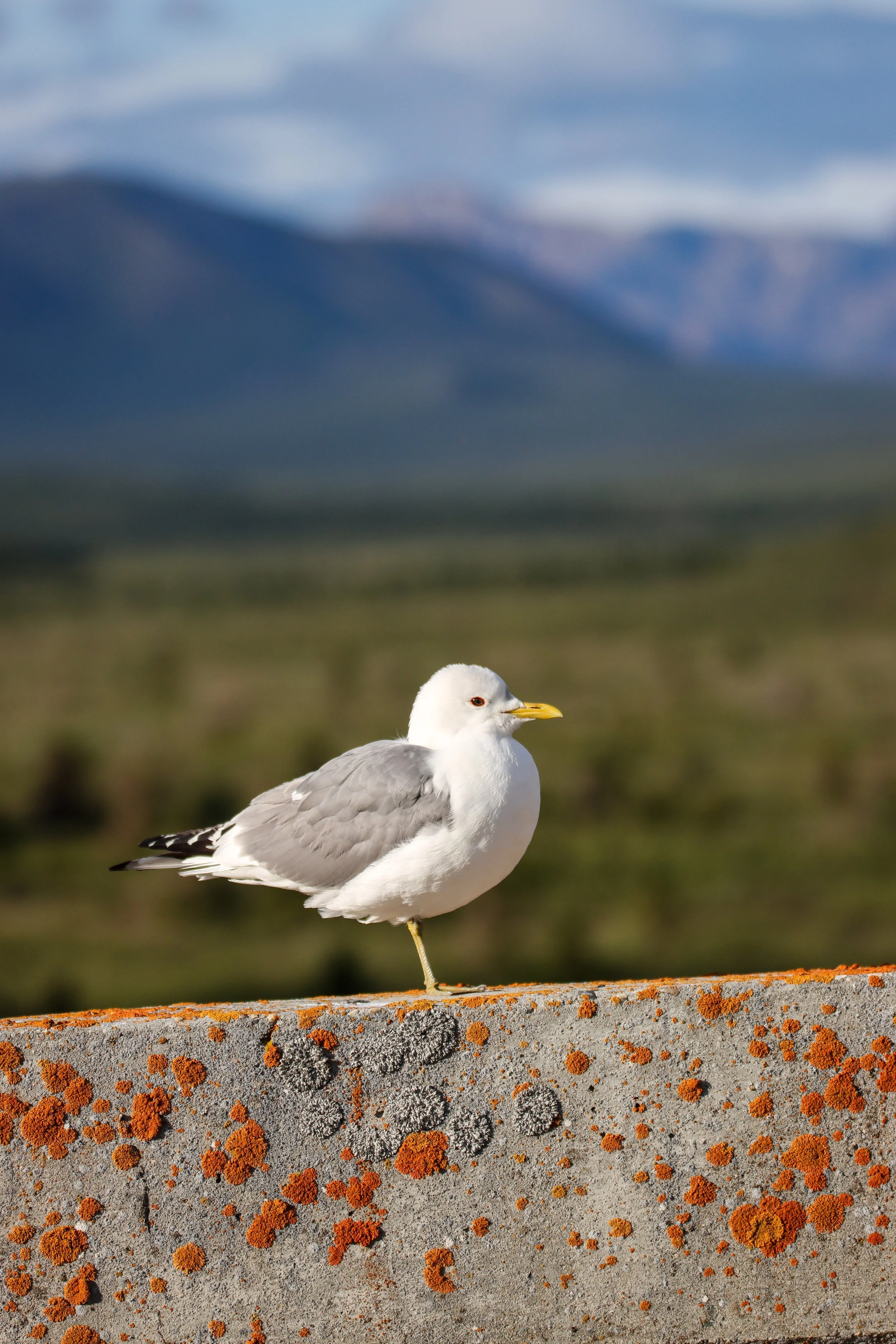 Short-billed gull, Denali National Park, Alaska