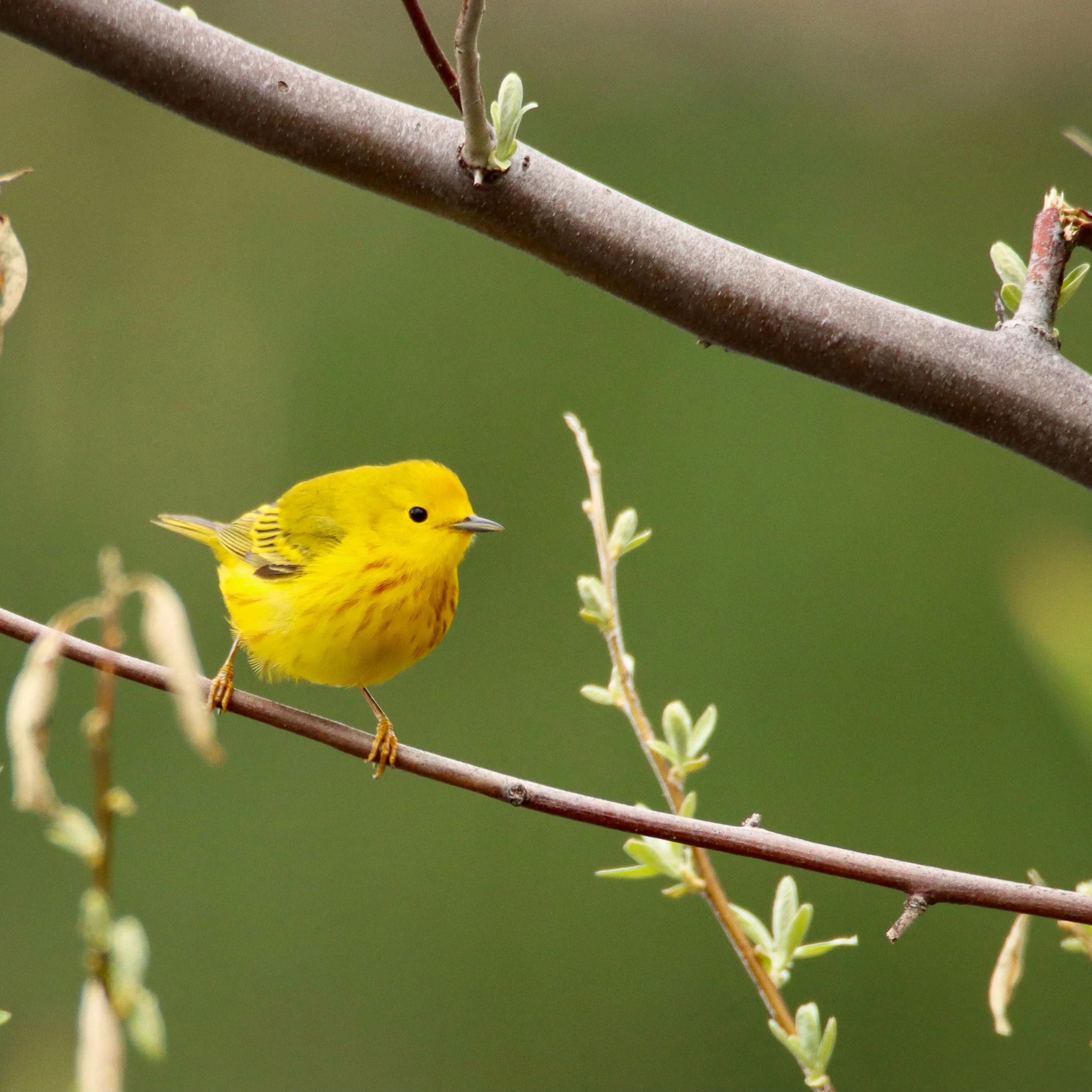 Yellow warbler, South Dakota